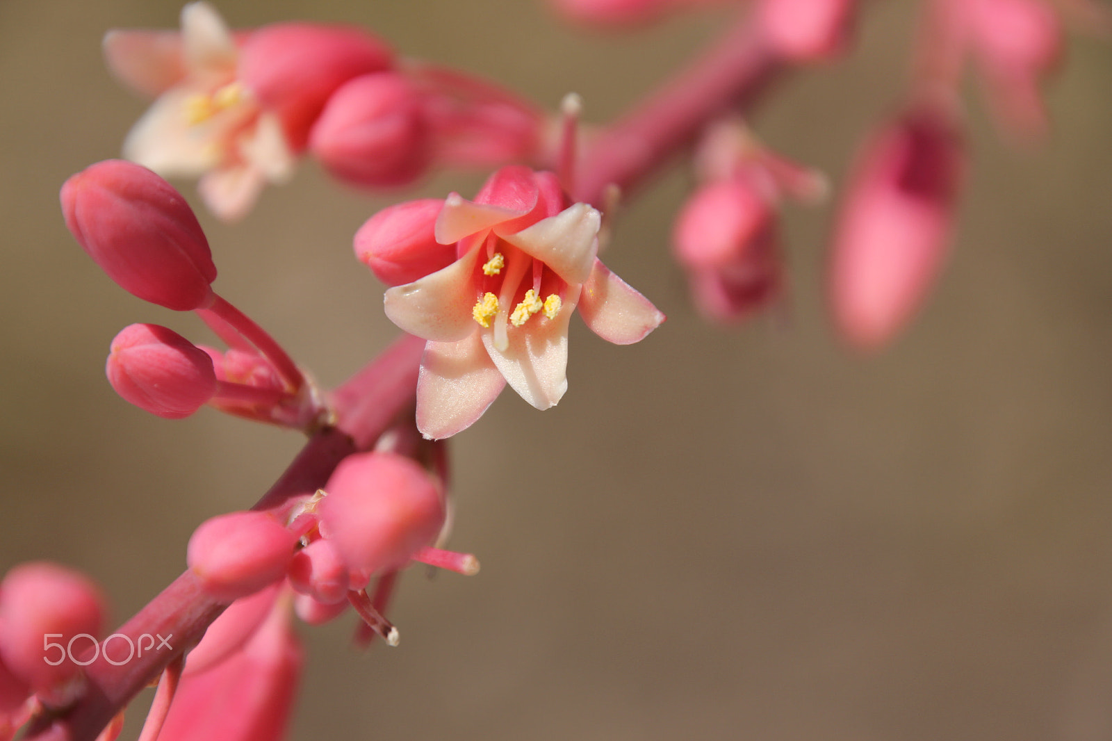 Canon EOS 60D + Tamron 16-300mm F3.5-6.3 Di II VC PZD Macro sample photo. Img photography