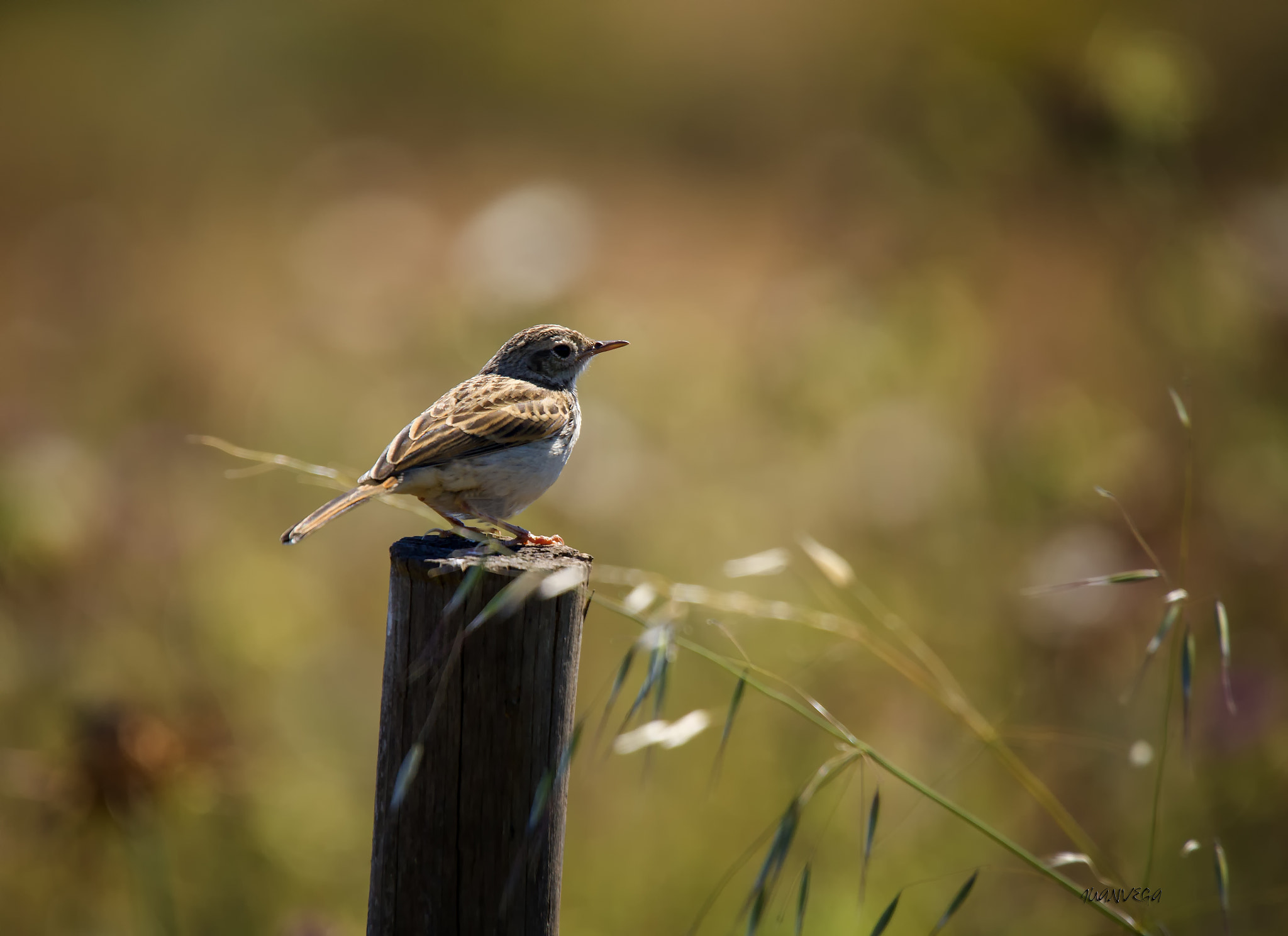 Sony Alpha DSLR-A850 + Minolta AF 300mm F2.8 HS-APO G sample photo. Bisbita caminero photography