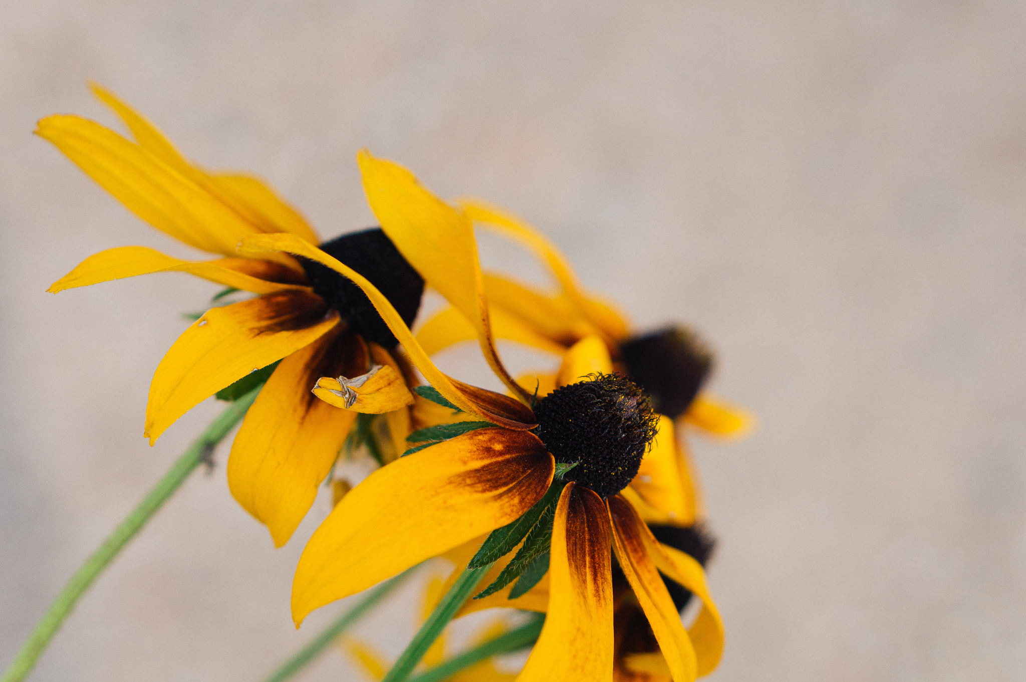 Sony Alpha NEX-3N + E 50mm F1.8 OSS sample photo. Rudbeckia photography