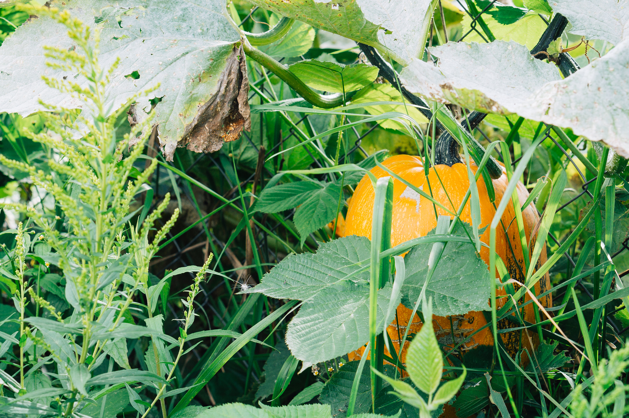 Sony Alpha NEX-3N + E 50mm F1.8 OSS sample photo. Pumpkin photography