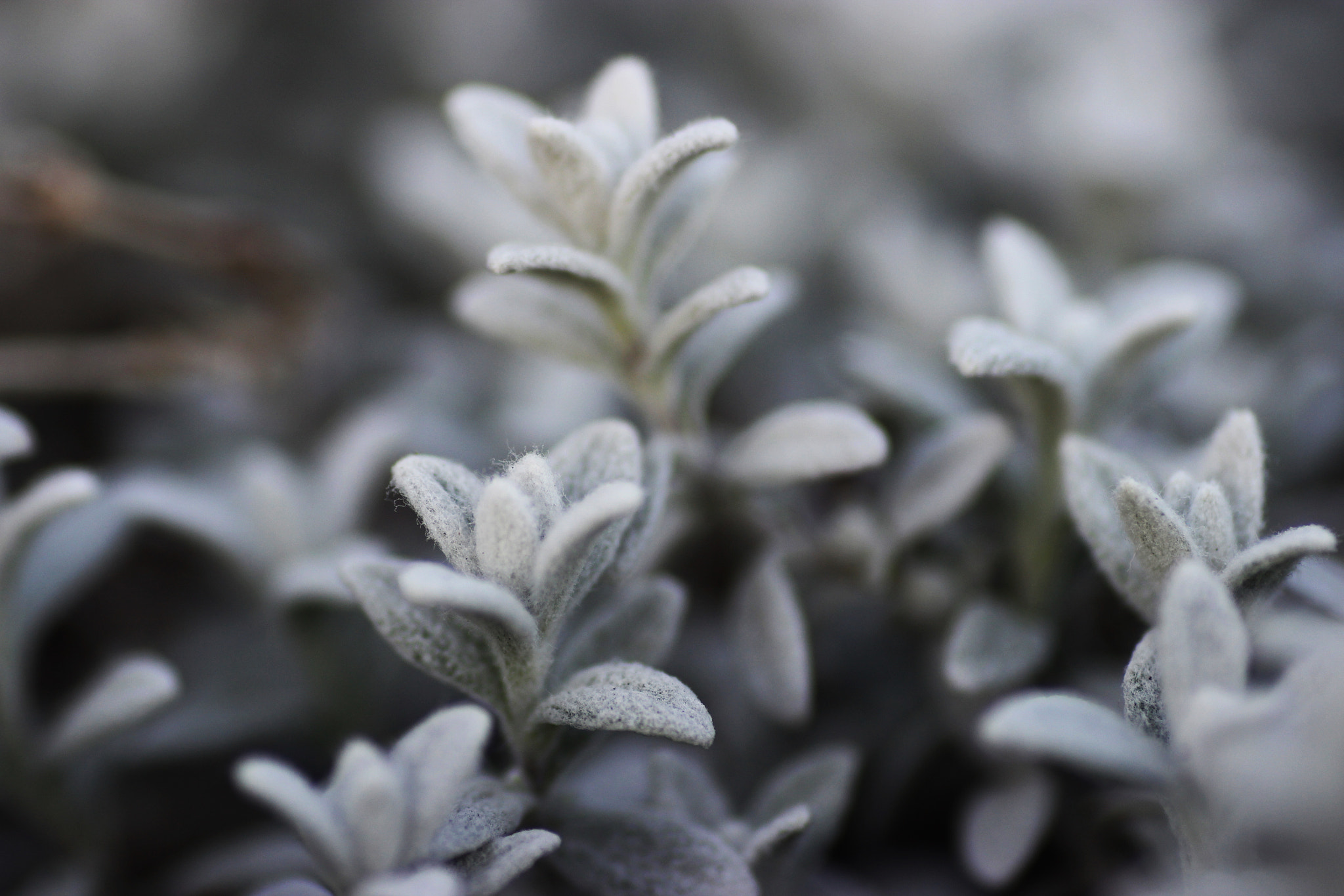 Canon EOS 600D (Rebel EOS T3i / EOS Kiss X5) + Tamron SP AF 90mm F2.8 Di Macro sample photo. Colorless photography