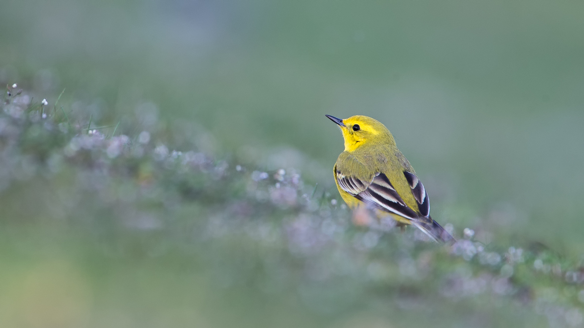 Canon EOS-1D X sample photo. Yellow wagtail photography