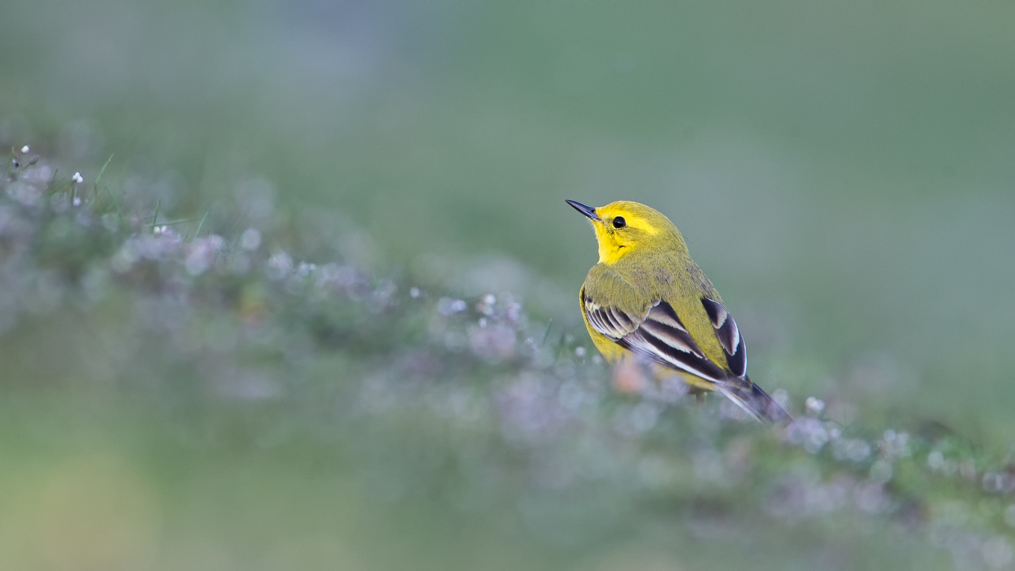 Canon EF 500mm F4L IS USM sample photo. Yellow wagtail photography
