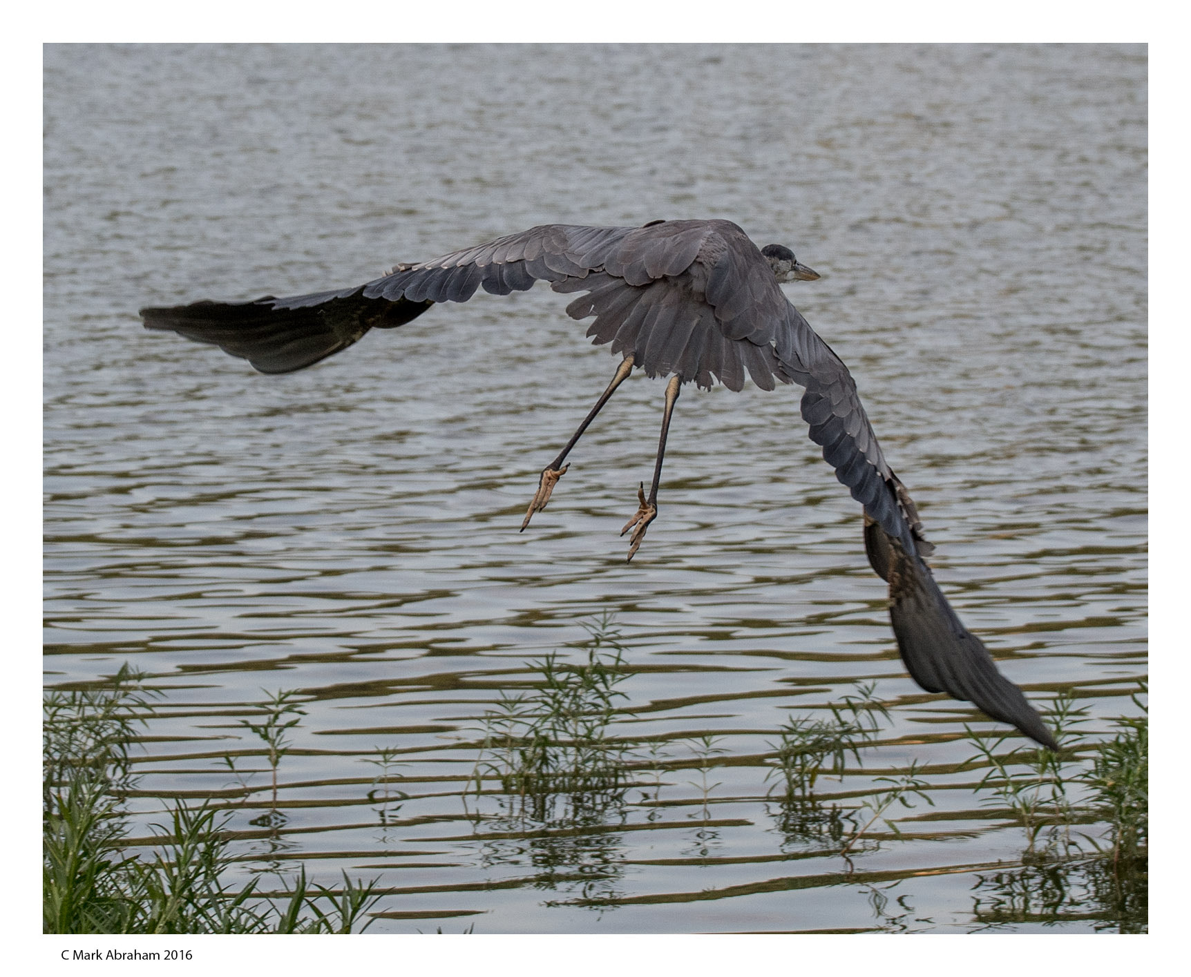 Tamron SP 70-200mm F2.8 Di VC USD sample photo. Herontakeoff vcusd do photography