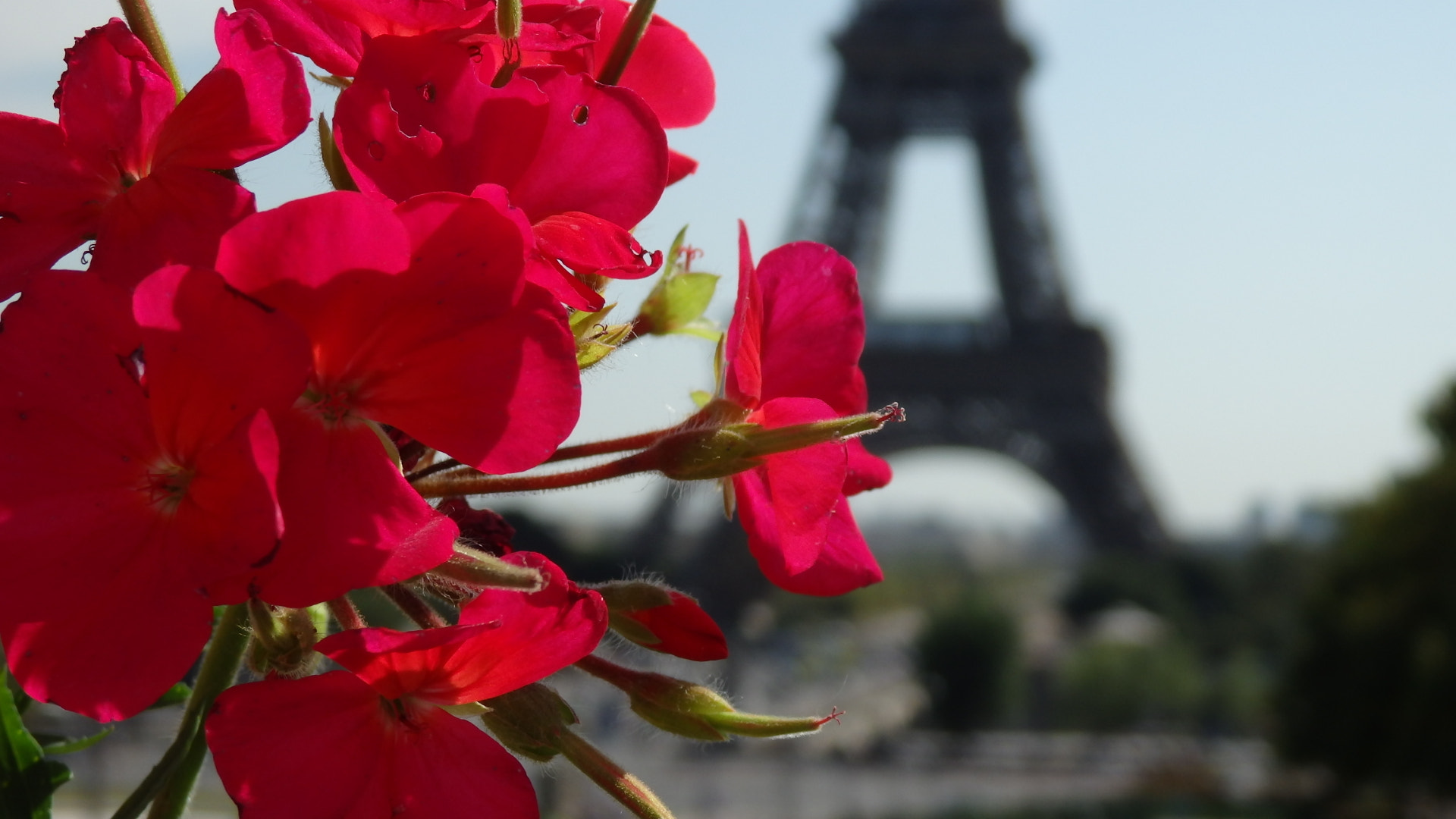 Olympus SZ-16,DZ-105 sample photo. Paris red photography