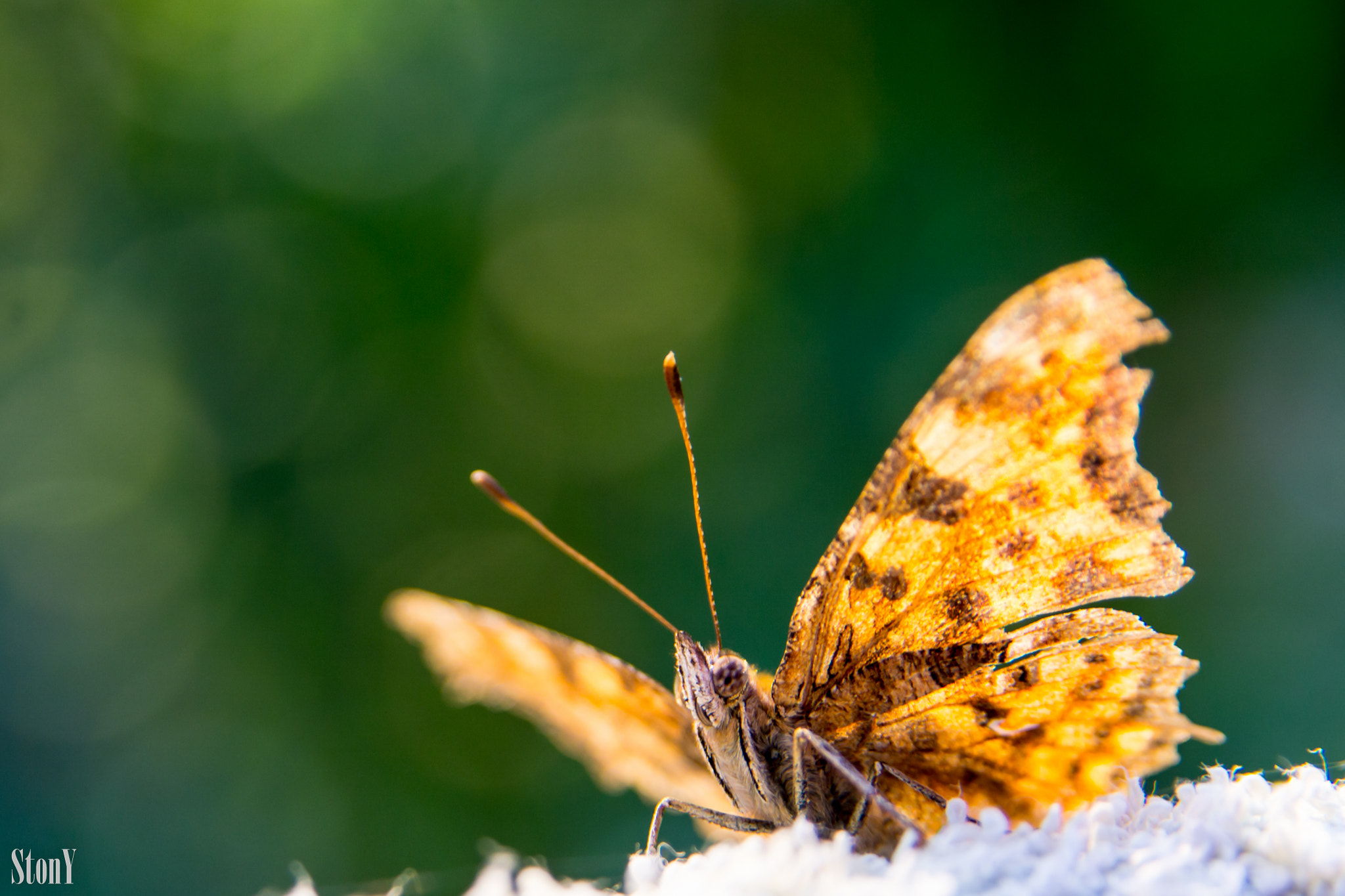 Tamron 18-270mm F3.5-6.3 Di II PZD sample photo. Hapless moth photography