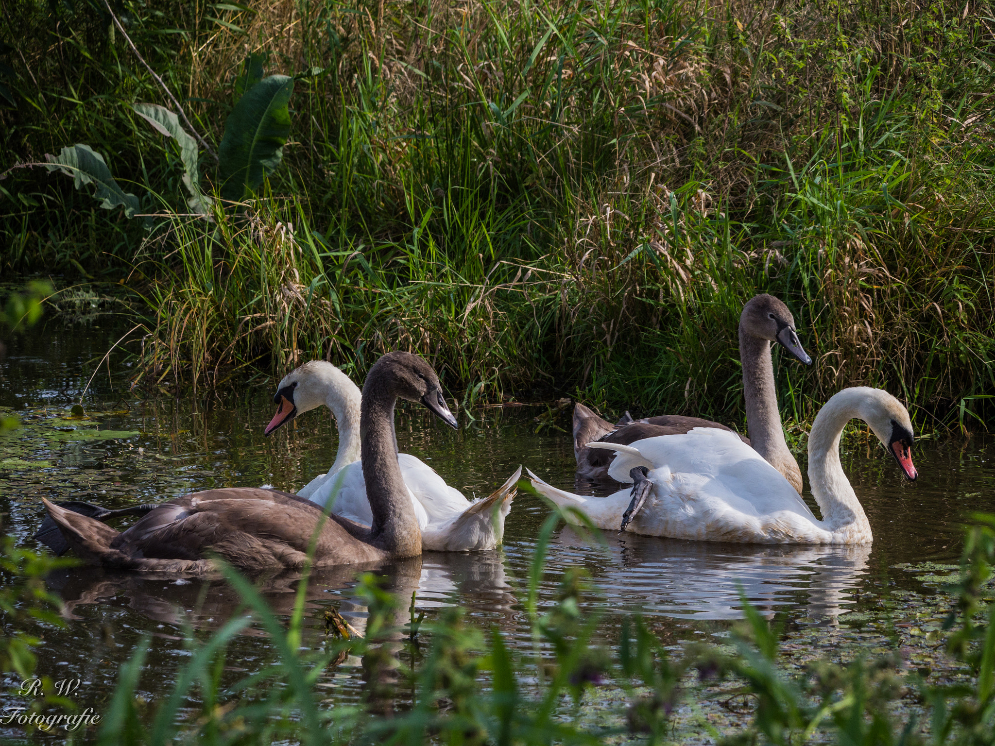 Panasonic Lumix DMC-GH3 + LEICA DG 100-400/F4.0-6.3 sample photo. Familienausflug photography