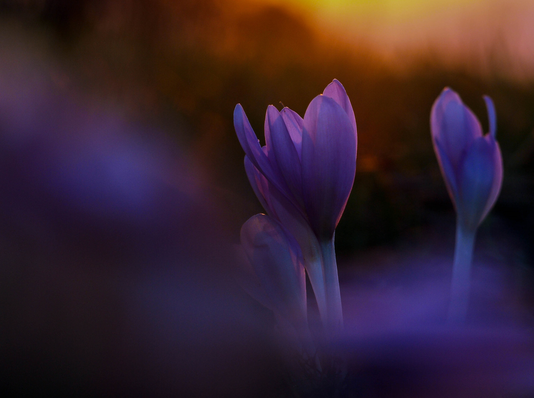 Olympus Zuiko Digital ED 40-150mm F4.0-5.6 sample photo. Colchicum photography