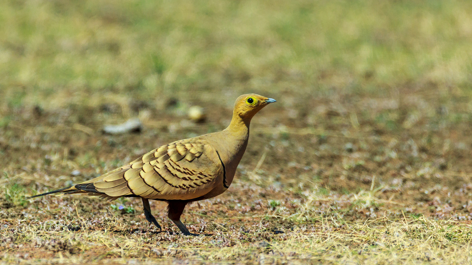 Sigma 150-600mm F5-6.3 DG OS HSM | C sample photo. "i prefer to have legumes" photography