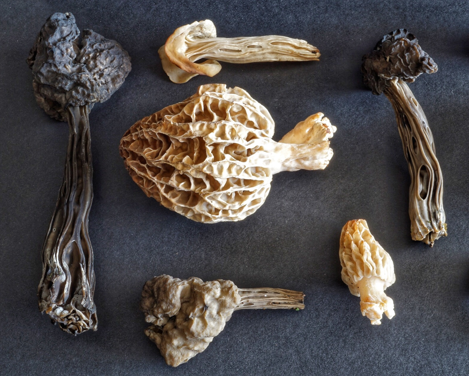 Morilles collection !!!!