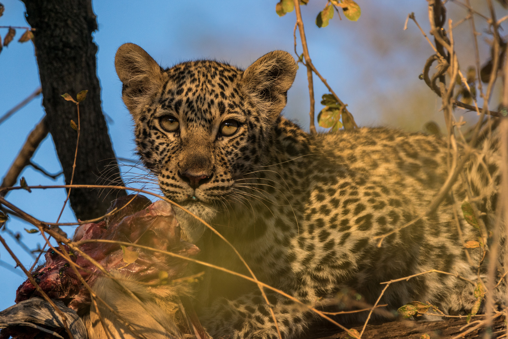Sony ILCA-77M2 + Tamron SP 150-600mm F5-6.3 Di VC USD sample photo. Leopard photography