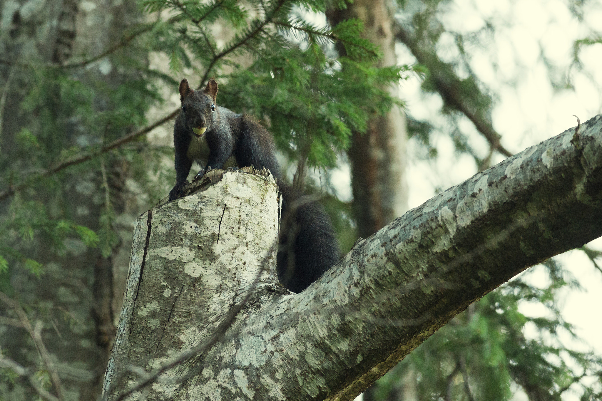 Canon EOS 6D + Canon EF 400mm F5.6L USM sample photo. Squirrel photography