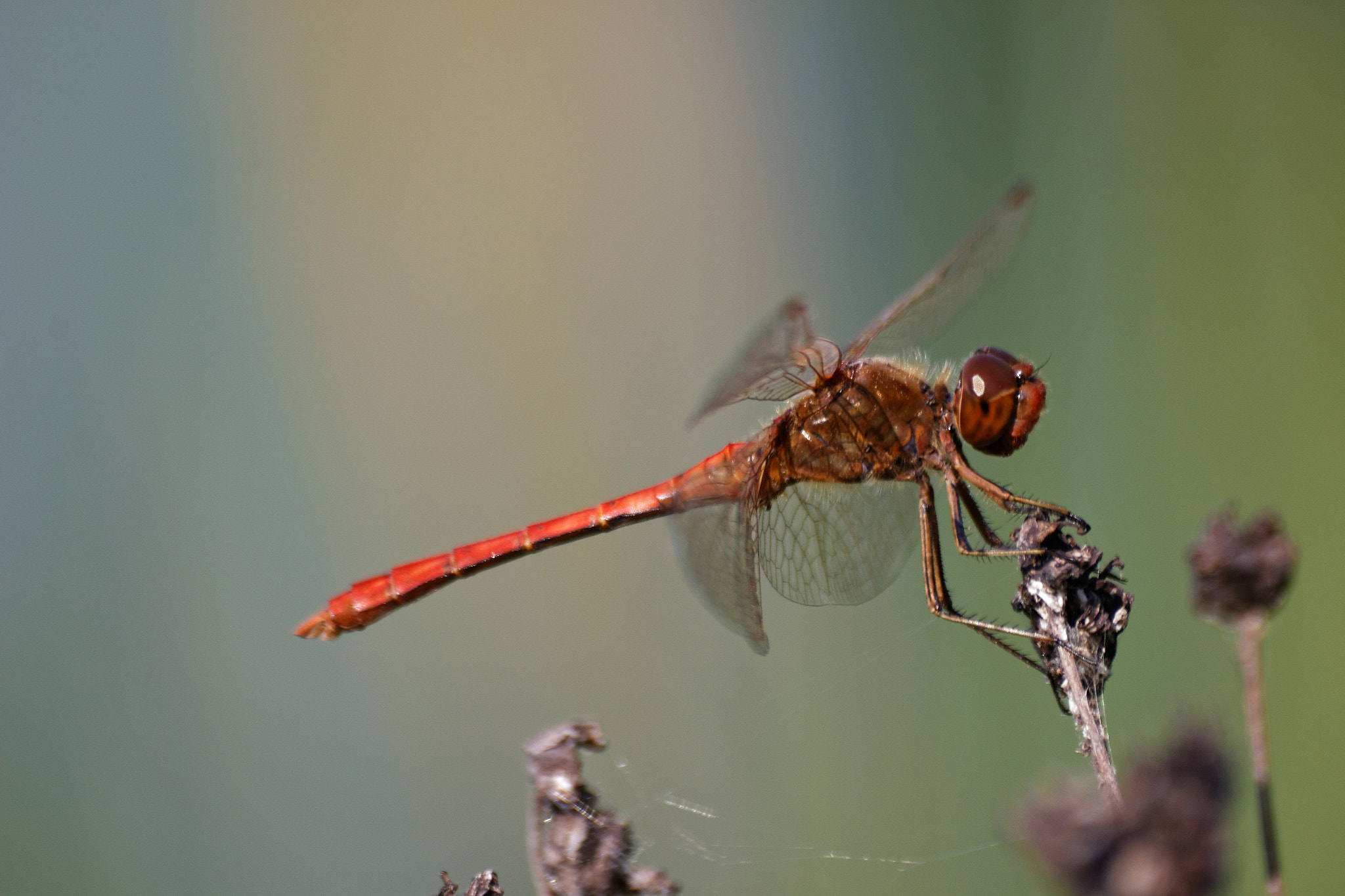 Sigma 70-300mm F4-5.6 APO DG Macro sample photo. Dragonfly photography