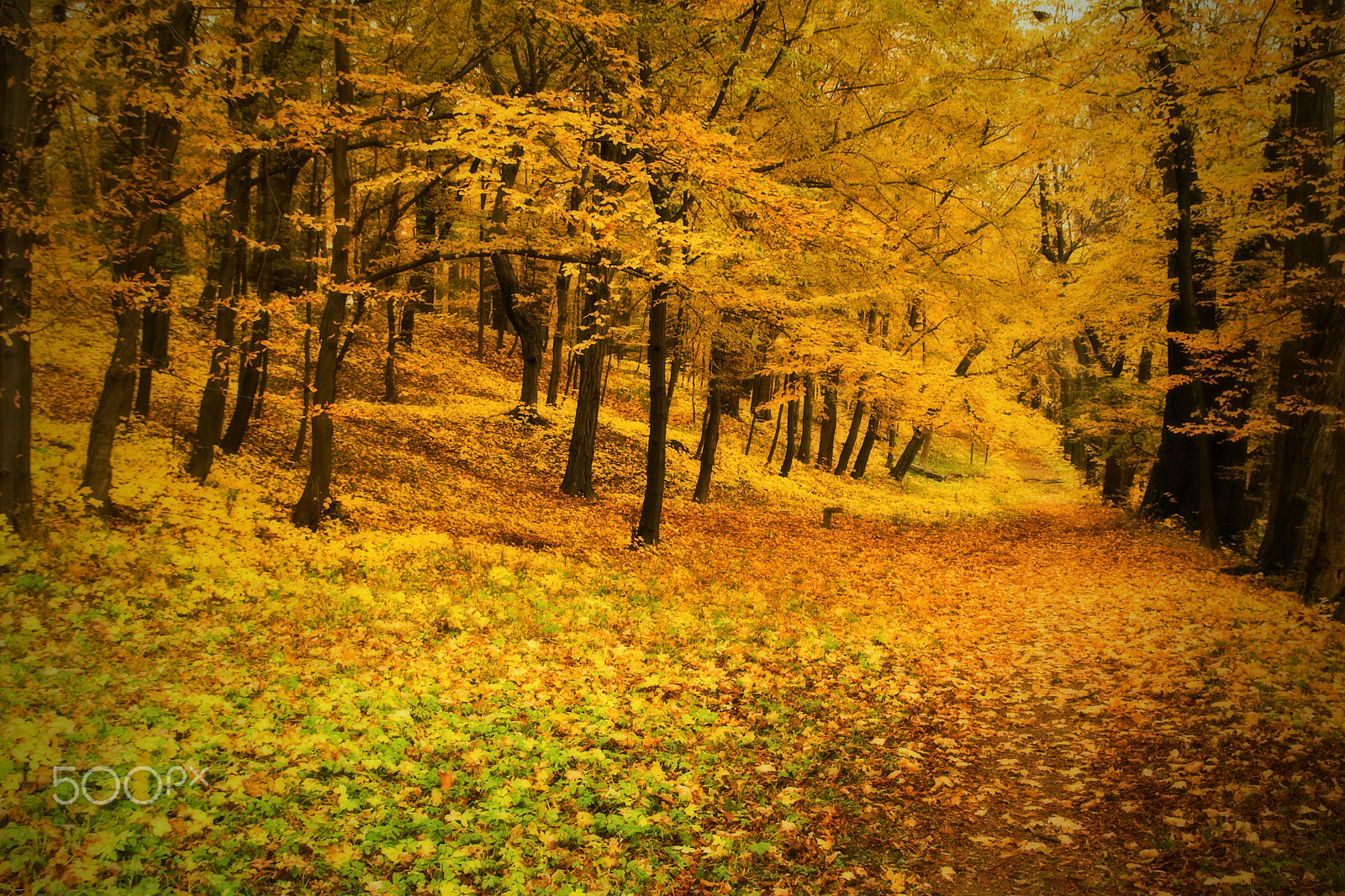 17.00 - 70.00 mm sample photo. Yelow autumn photography