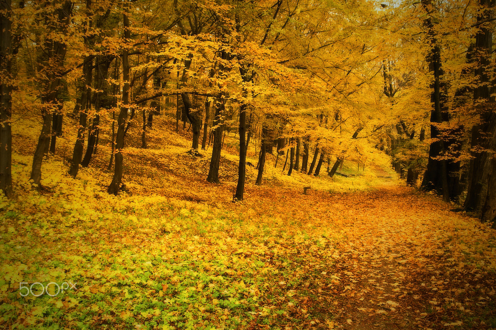 Canon EOS 1000D (EOS Digital Rebel XS / EOS Kiss F) sample photo. Yelow autumn photography