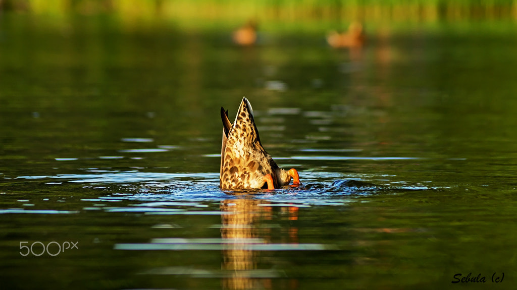 Sony DT 55-200mm F4-5.6 SAM sample photo. Where is my head (say duck) photography