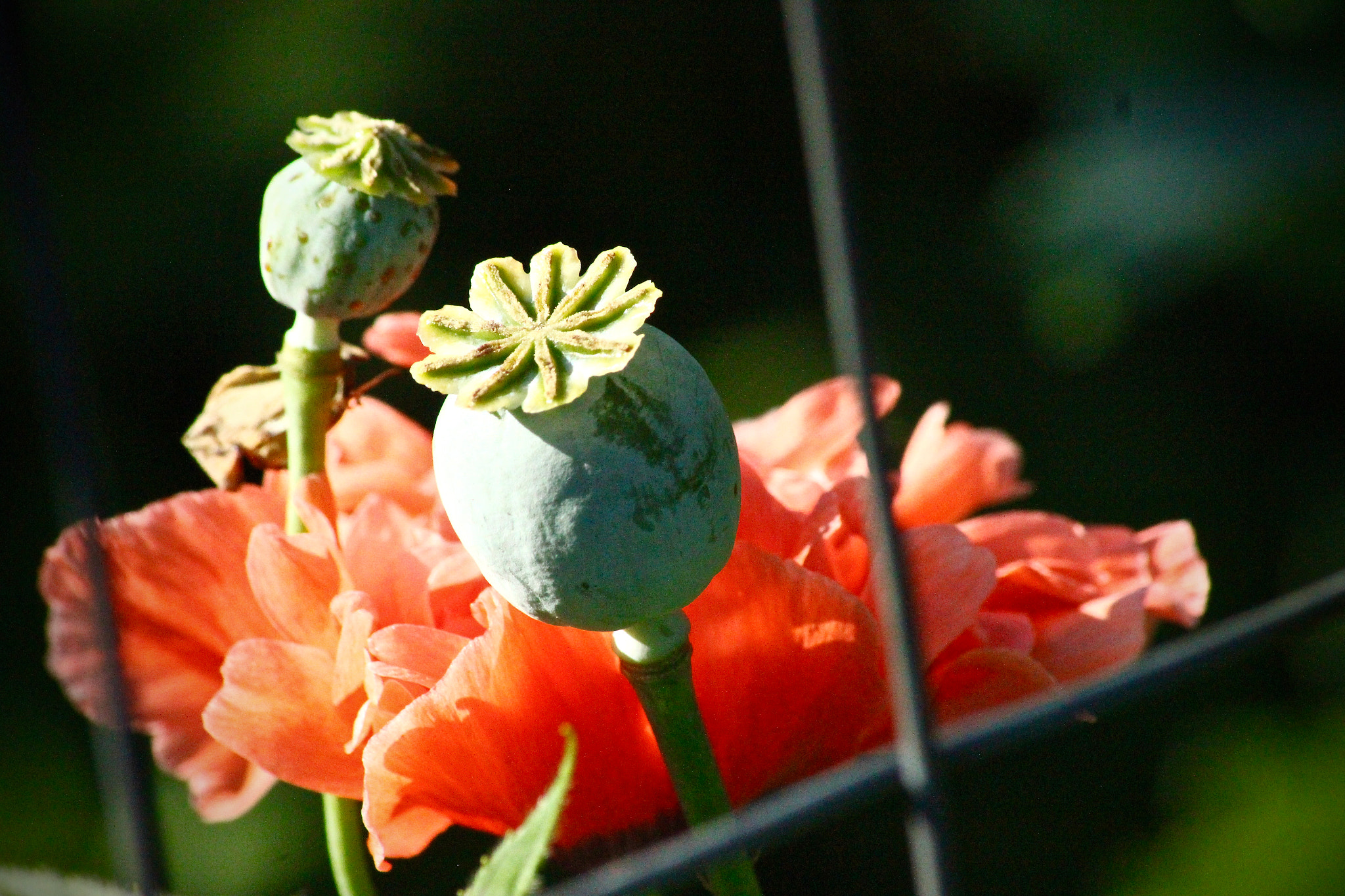 Sigma 70-300mm F4-5.6 APO DG Macro sample photo. Poppy photography