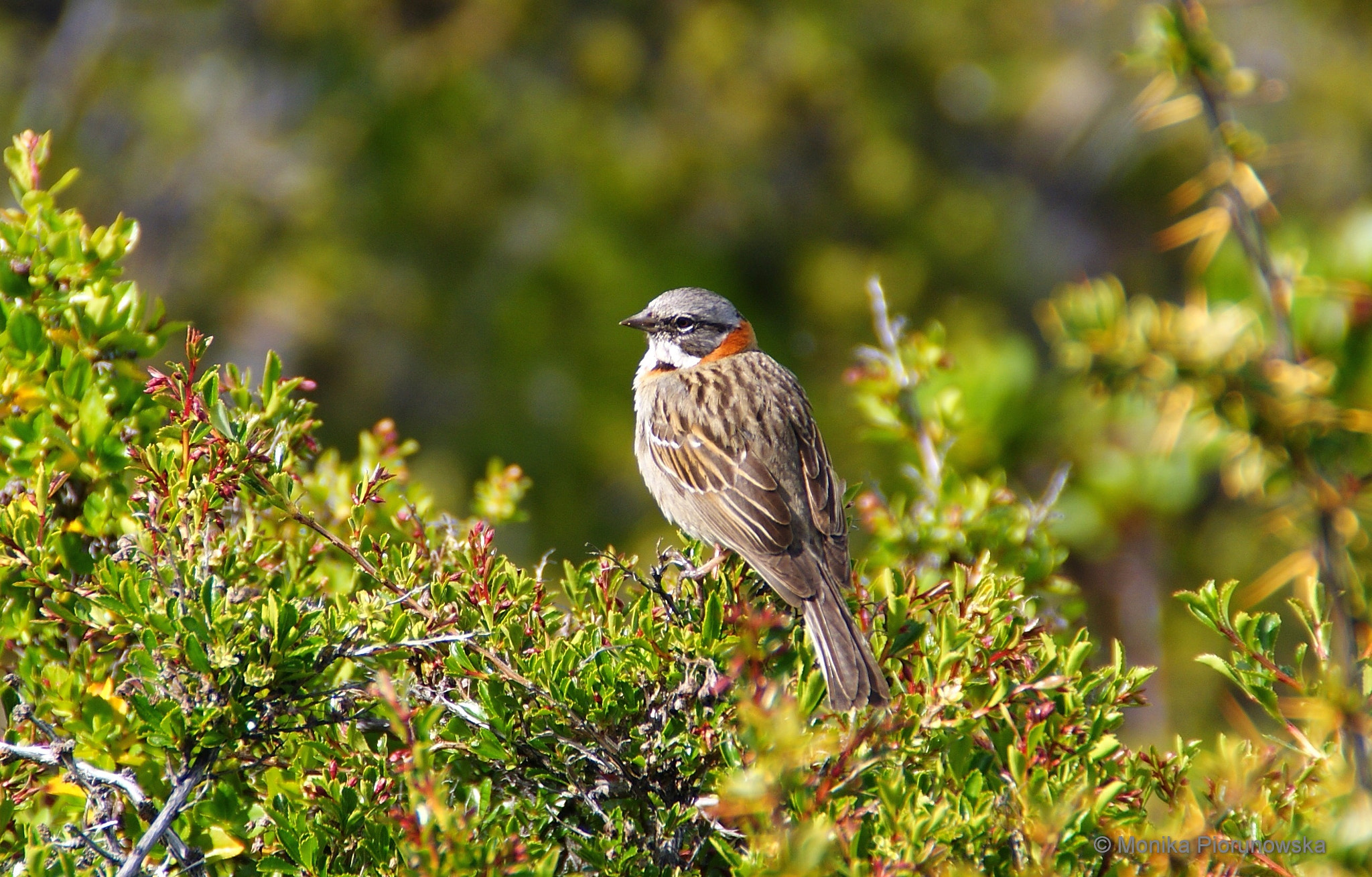Sony Alpha DSLR-A300 sample photo. Sparrow in patagonia photography