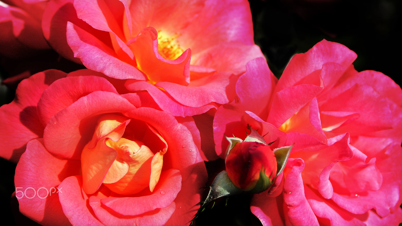 Canon EF 28-135mm F3.5-5.6 IS USM sample photo. A bouquet full of roses... photography