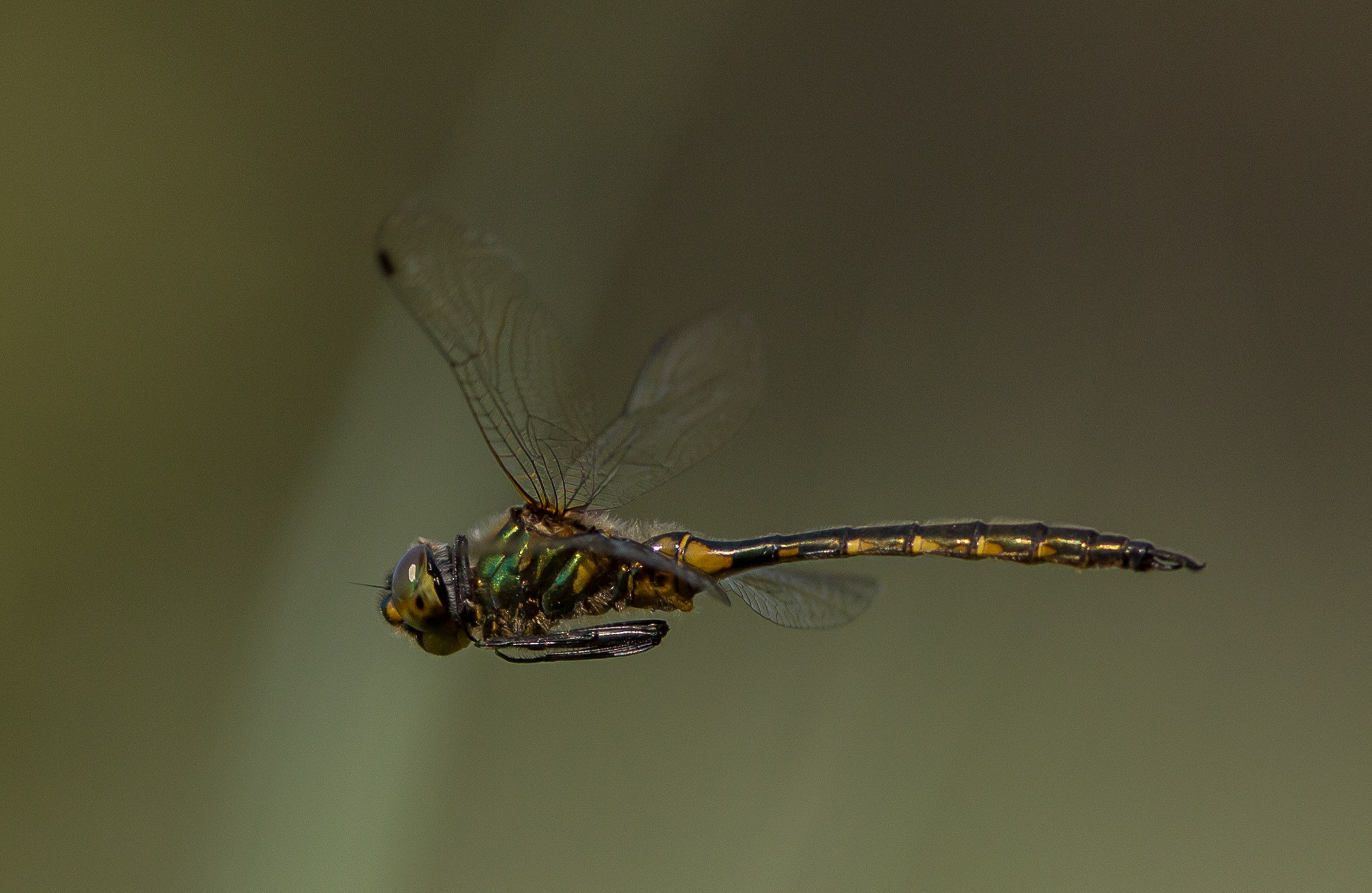 Canon EOS 6D + Canon EF 300mm F4L IS USM sample photo. Yellow-spotted emerald (somatochlora flavomaculata photography