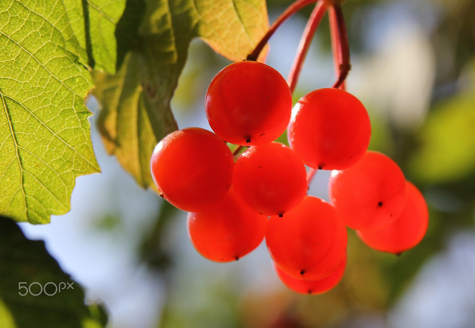 Sigma 17-70mm F2.8-4 DC Macro OS HSM sample photo. Viburnum. photography