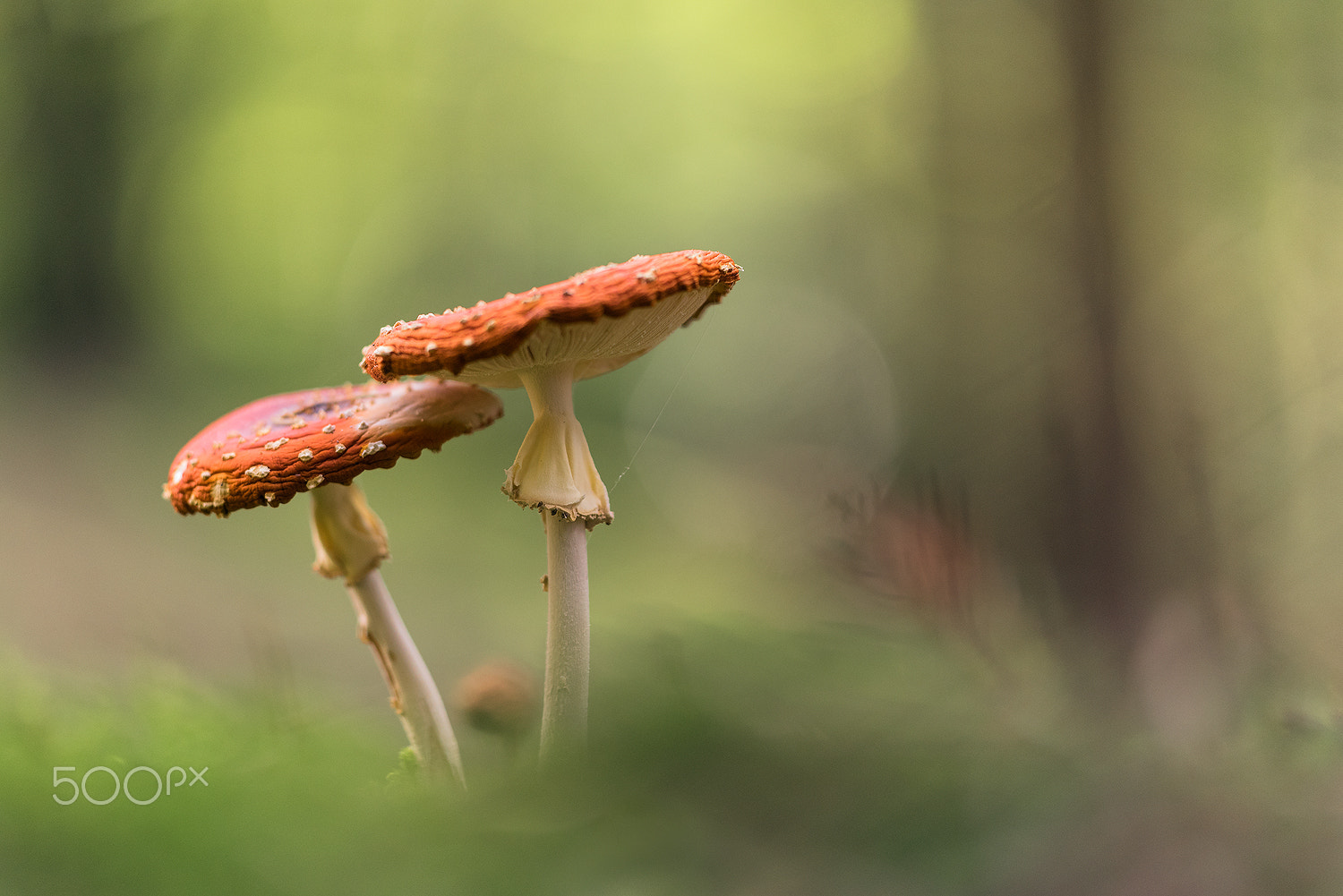Sigma 150mm F2.8 EX DG Macro HSM sample photo. Amanita muscaria,( the fly agaric) photography