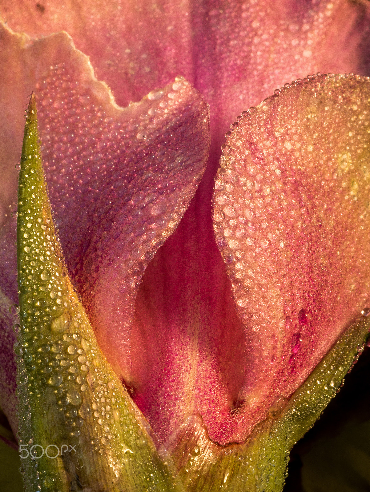 Olympus M.Zuiko Digital ED 60mm F2.8 Macro sample photo. Moist flower photography