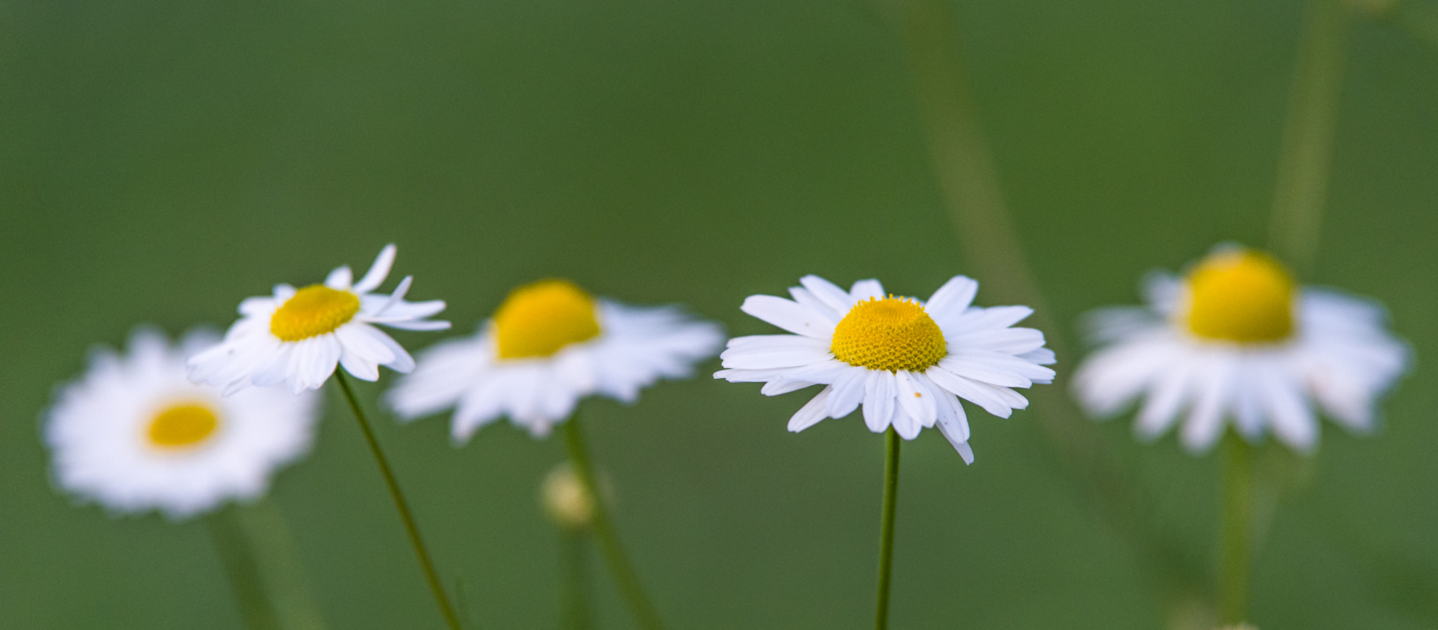 Pentax K-1 sample photo. Beside the road photography