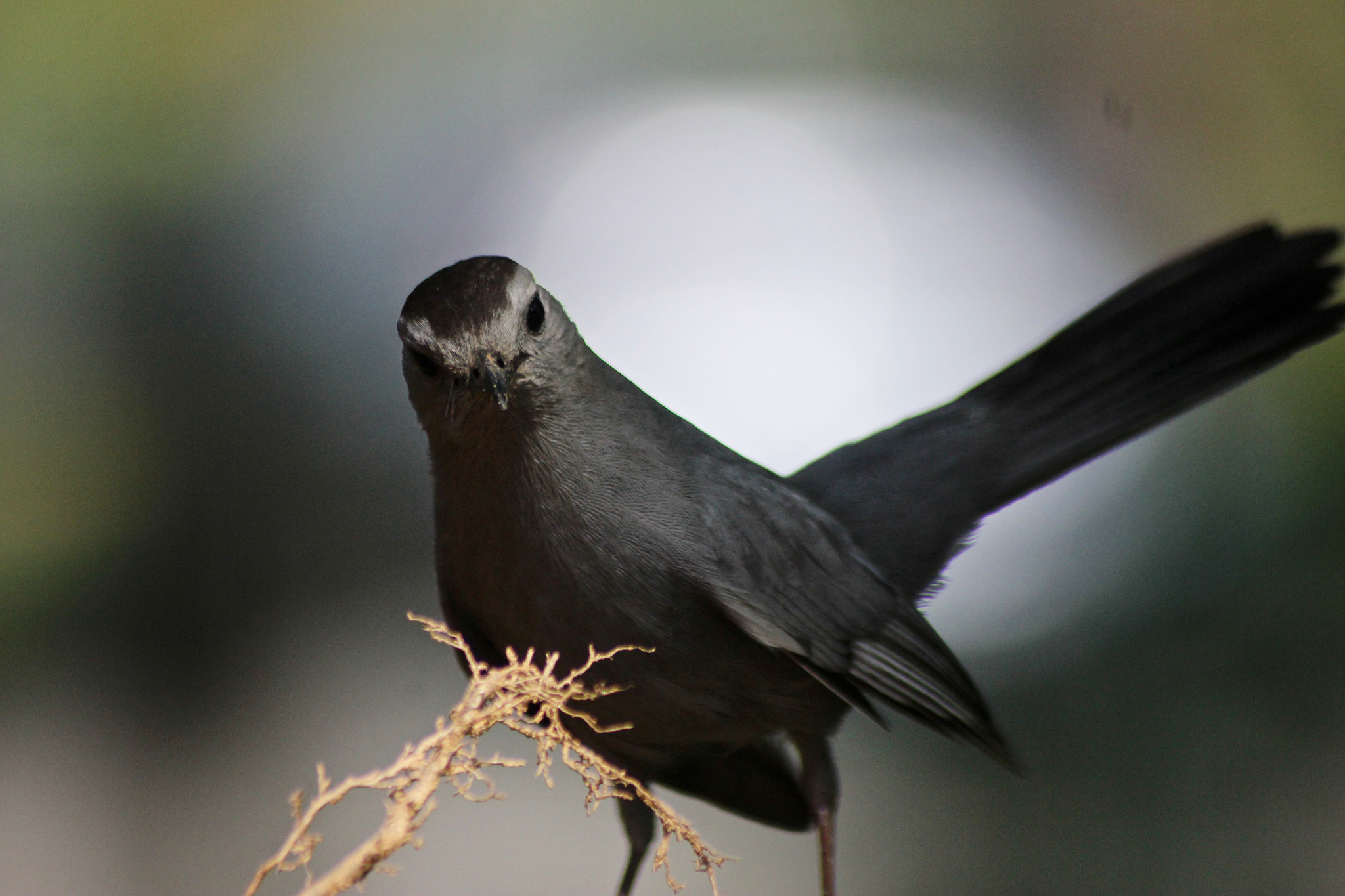 Sigma 70-300mm F4-5.6 APO DG Macro sample photo. Cat bird photography