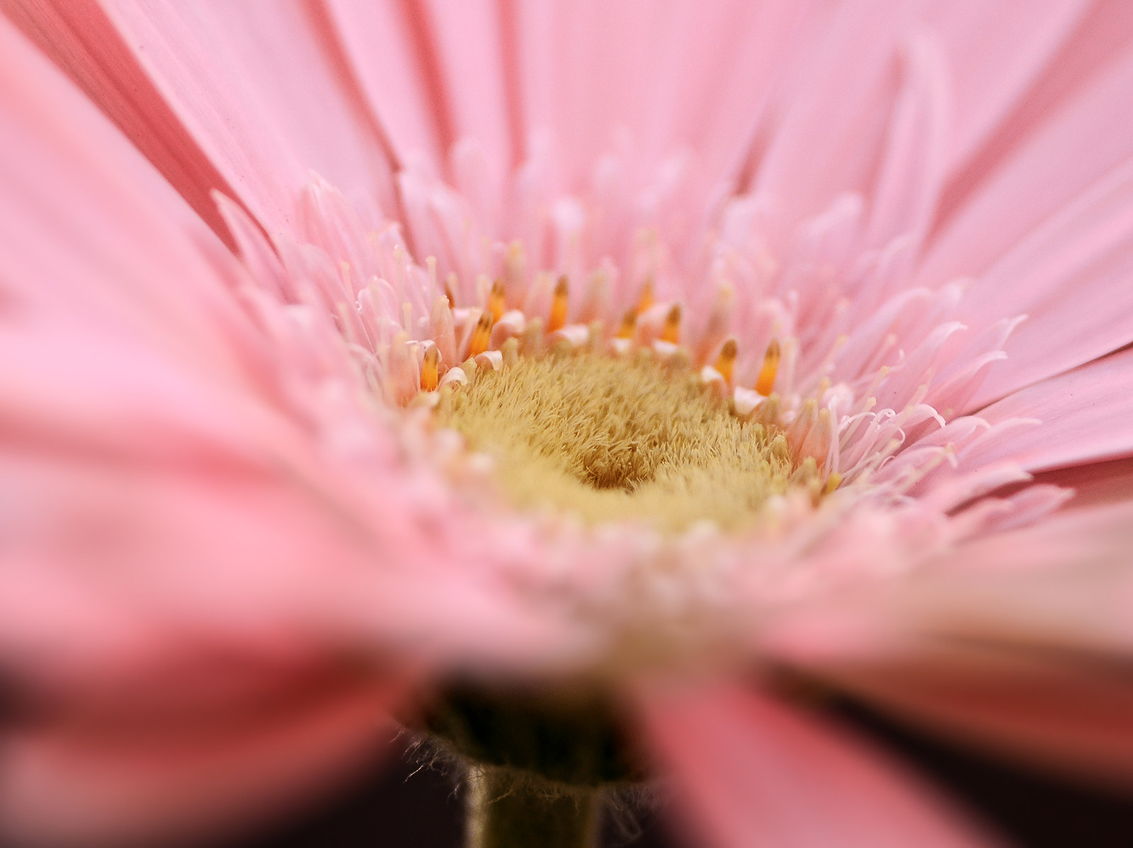 Nikon D7000 + Sigma 105mm F2.8 EX DG Macro sample photo. My thursdays flower for you photography