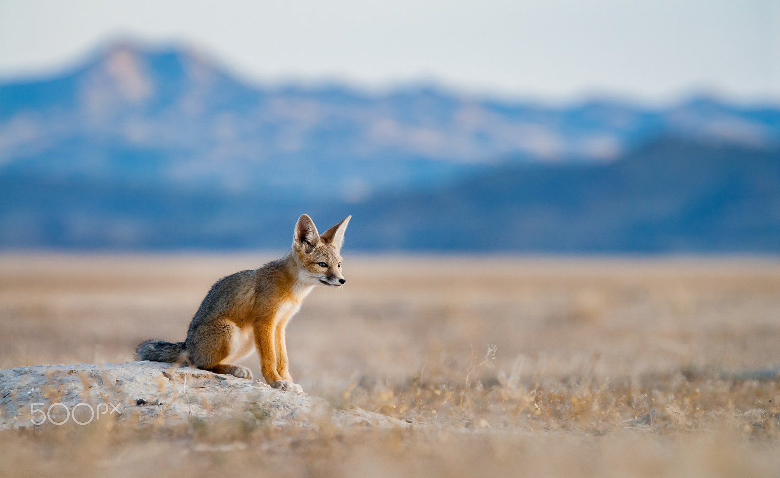 Nikon D200 sample photo. Keeping watch photography