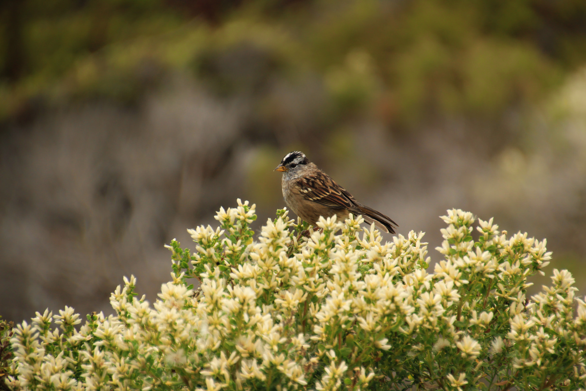 Canon EOS 1200D (EOS Rebel T5 / EOS Kiss X70 / EOS Hi) sample photo. Bird photography