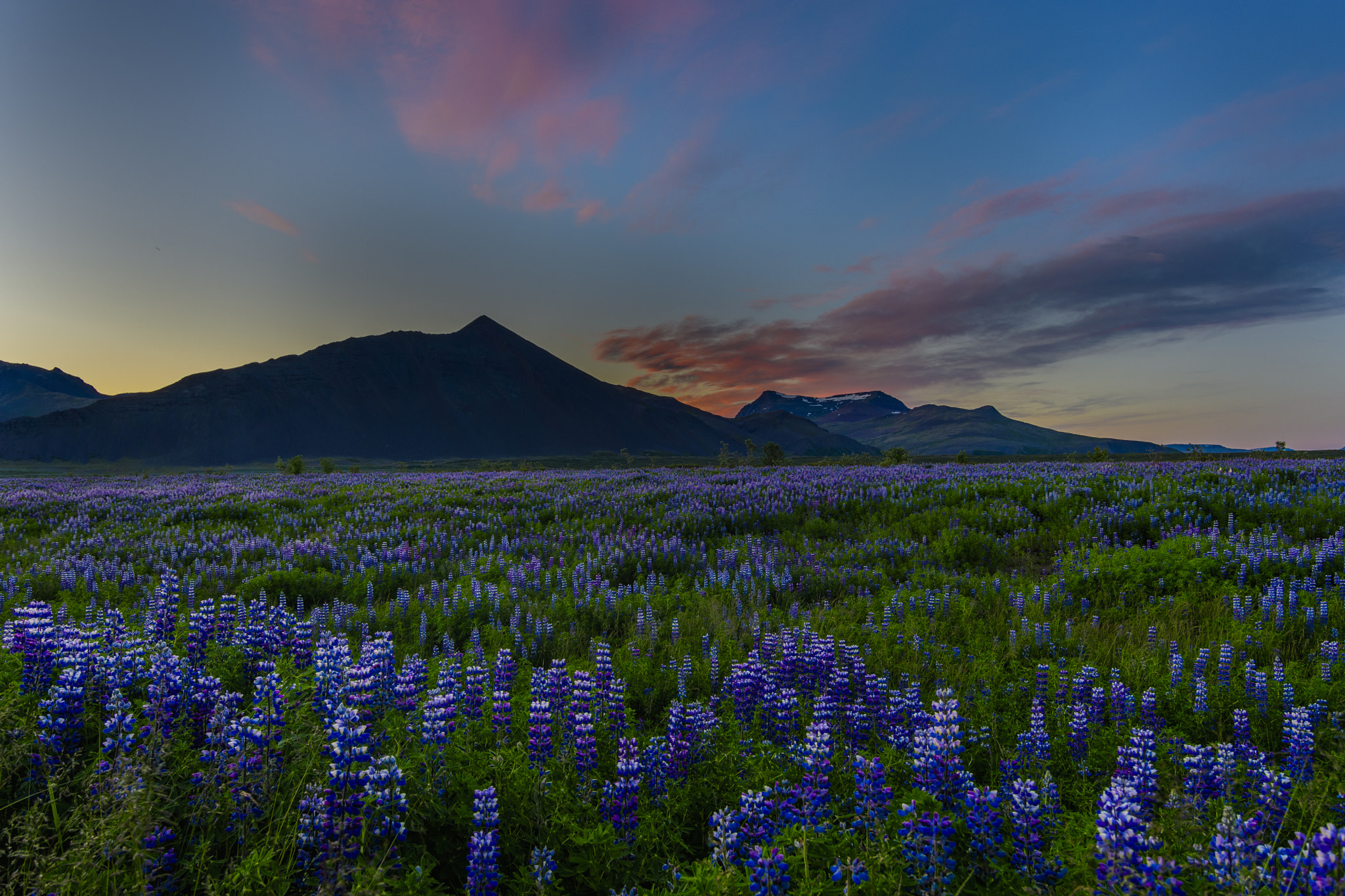 Nikon D500 sample photo. Flowers and sunrise iceland photography