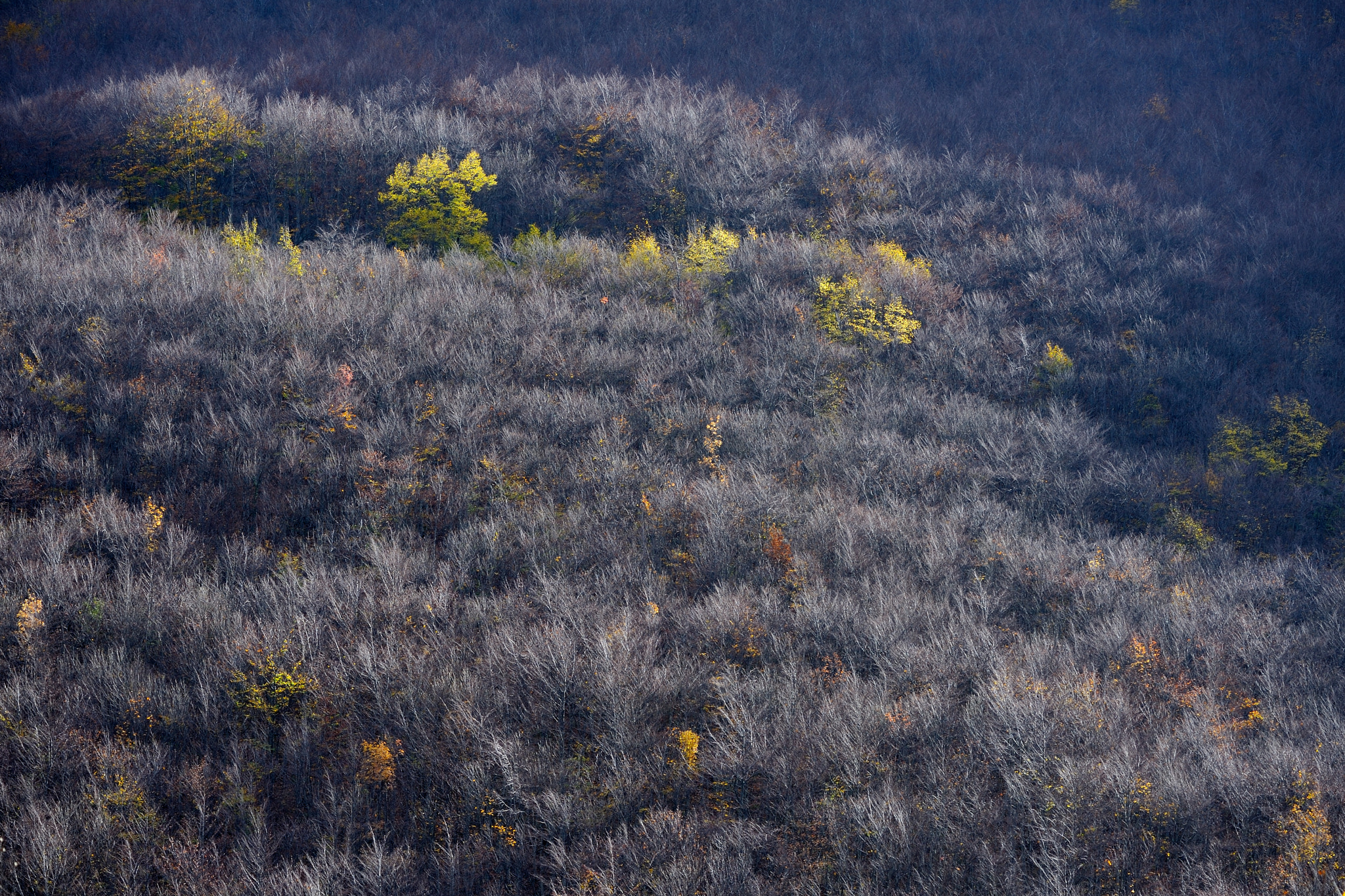 Nikon D700 + Sigma 150mm F2.8 EX DG Macro HSM sample photo. Spots of colour photography