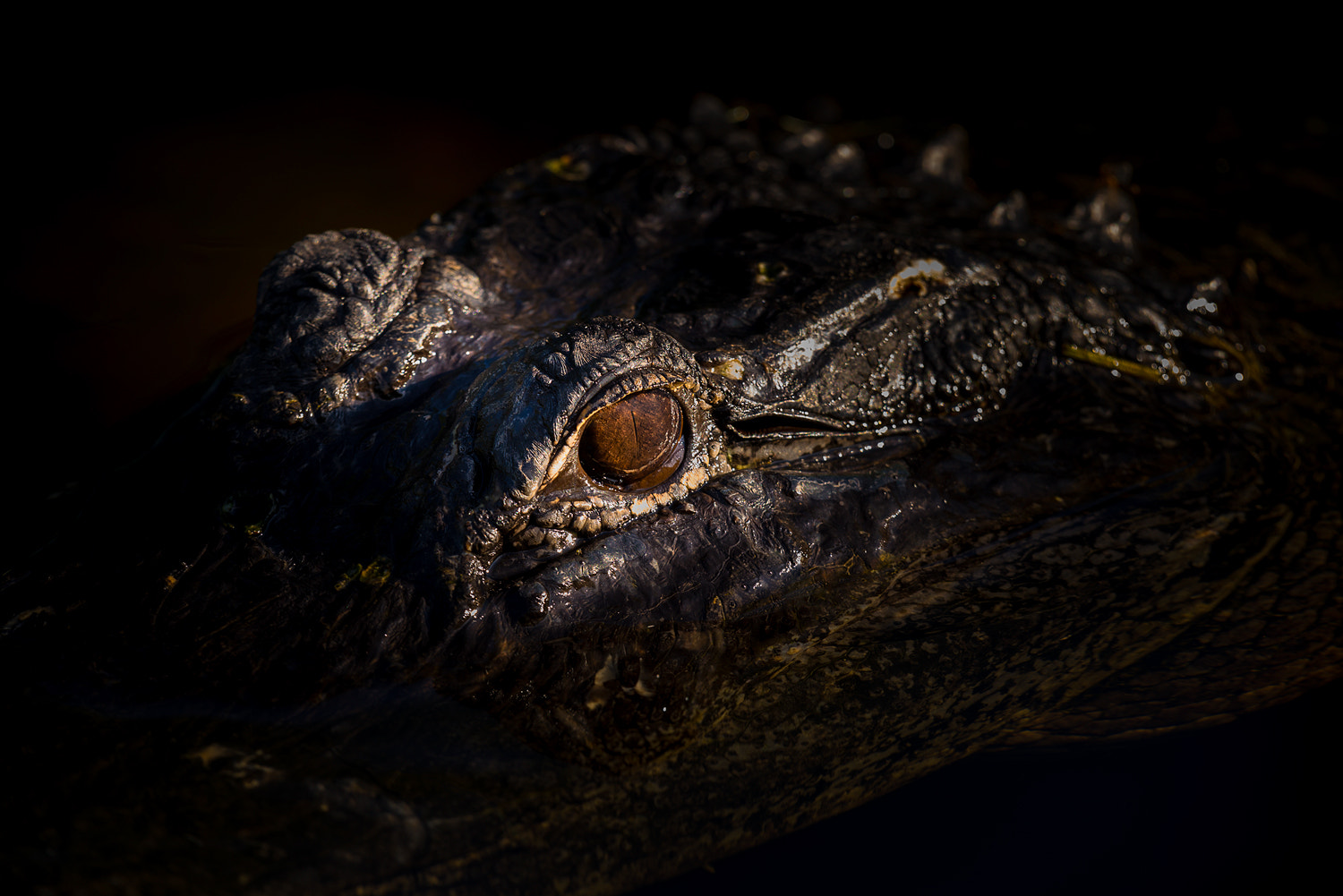 Nikon AF-S Nikkor 200-500mm F5.6E ED VR sample photo. The demon's eye photography