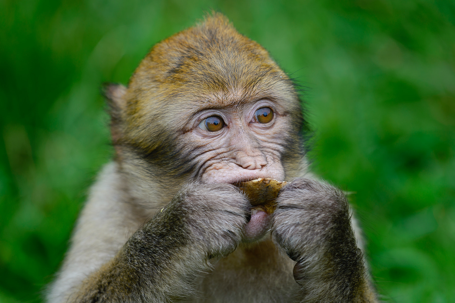 Nikon AF-S Nikkor 200-500mm F5.6E ED VR sample photo. Juvenile barbary macaque trentham monkey forest photography