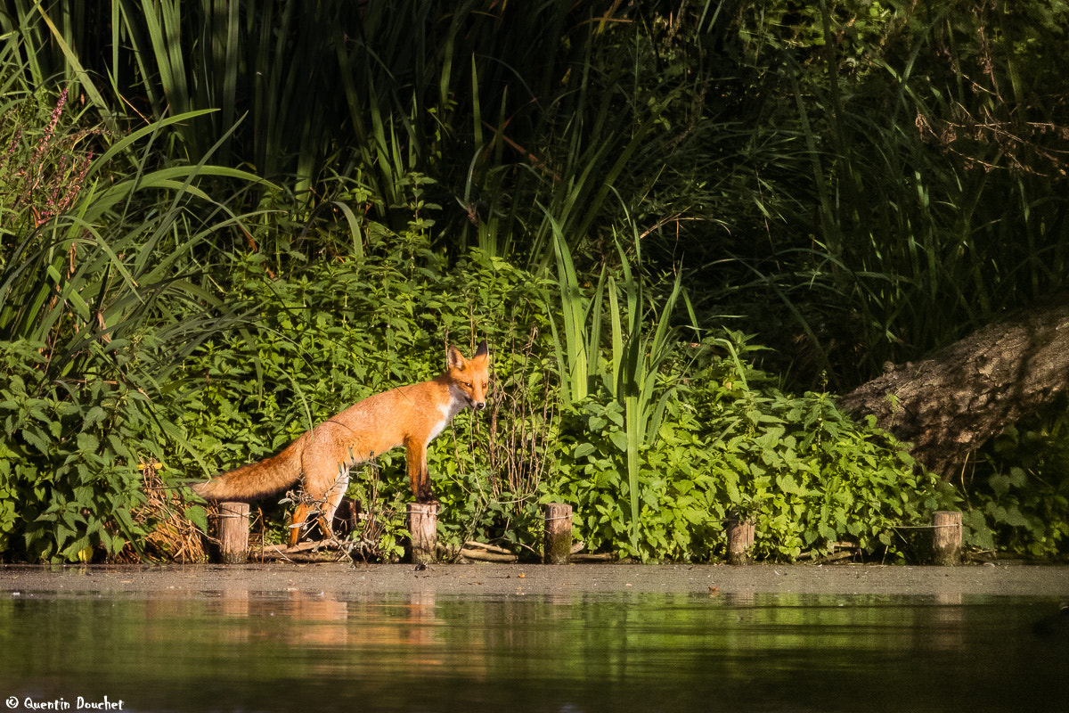 Canon EF 600mm F4L IS II USM sample photo. Renard à l'étang photography