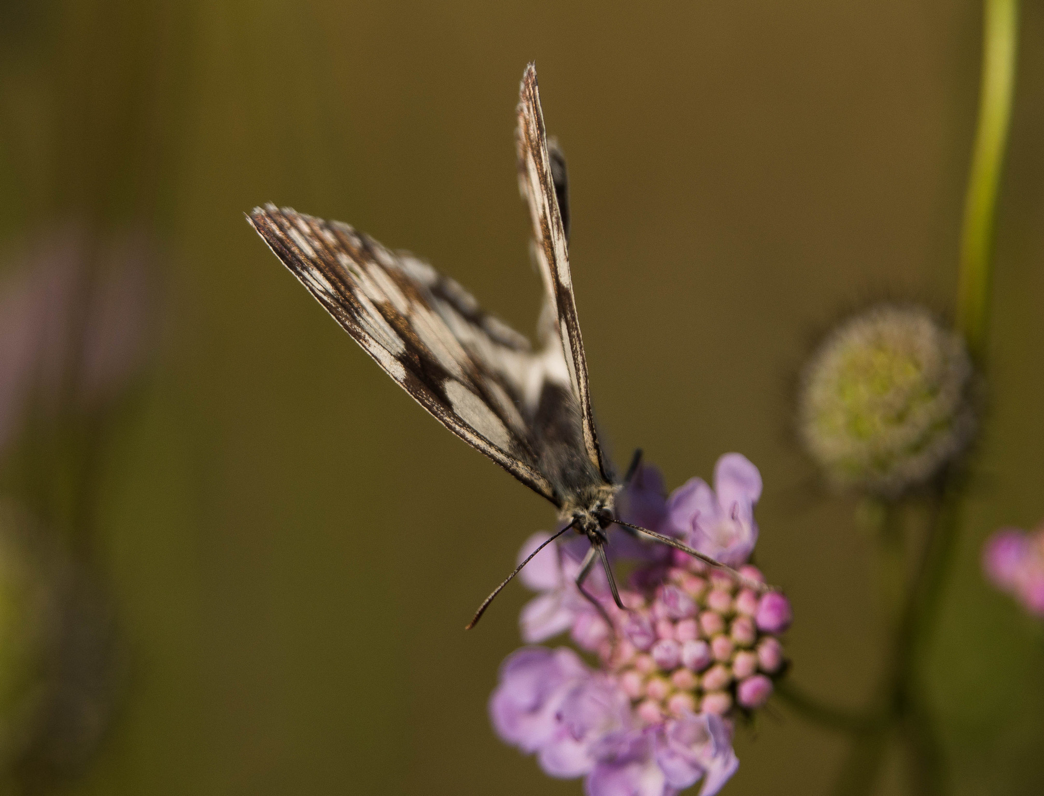 Panasonic Lumix DMC-GH4 sample photo. Papillon photography