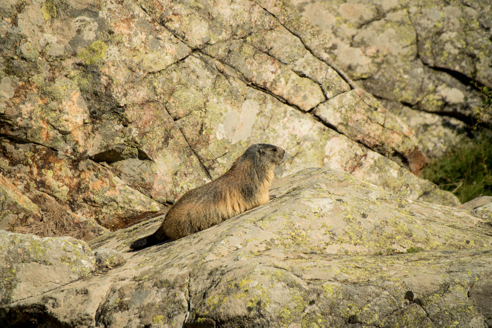 Panasonic Lumix DMC-GH4 sample photo. Marmotte photography