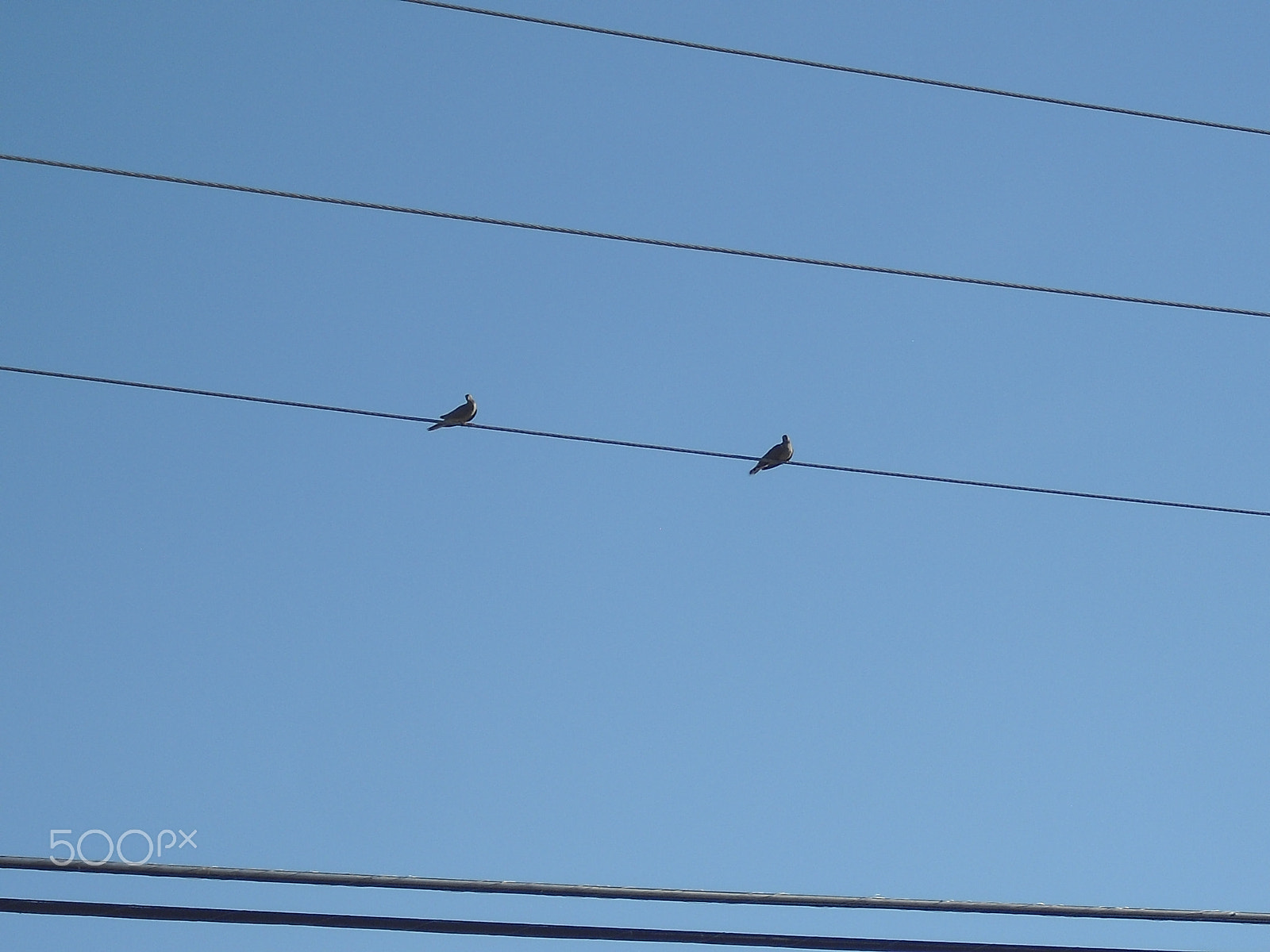 Casio Exilim EX-Z33 sample photo. Birds photography