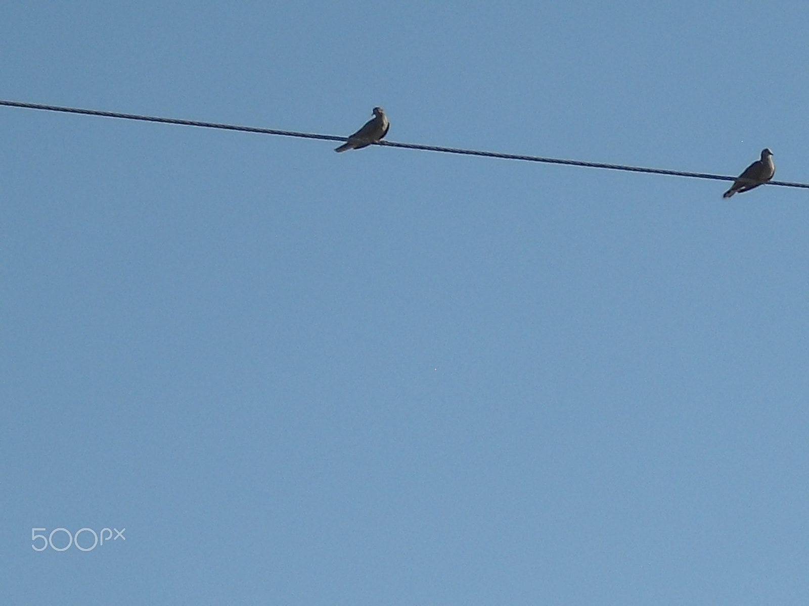 Casio Exilim EX-Z33 sample photo. Birds photography