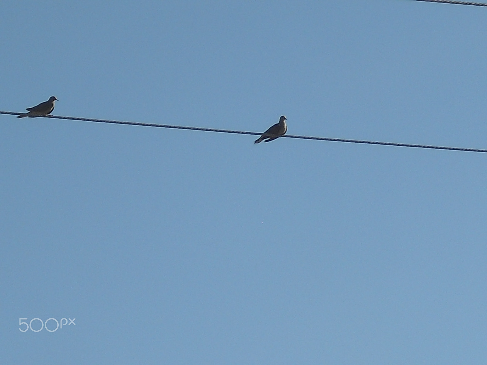 Casio Exilim EX-Z33 sample photo. Birds photography
