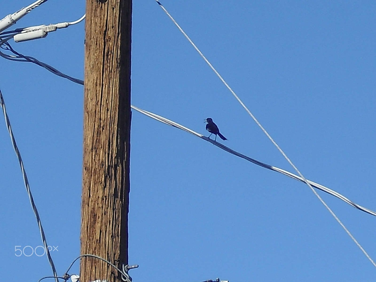 Casio Exilim EX-Z33 sample photo. Birds photography