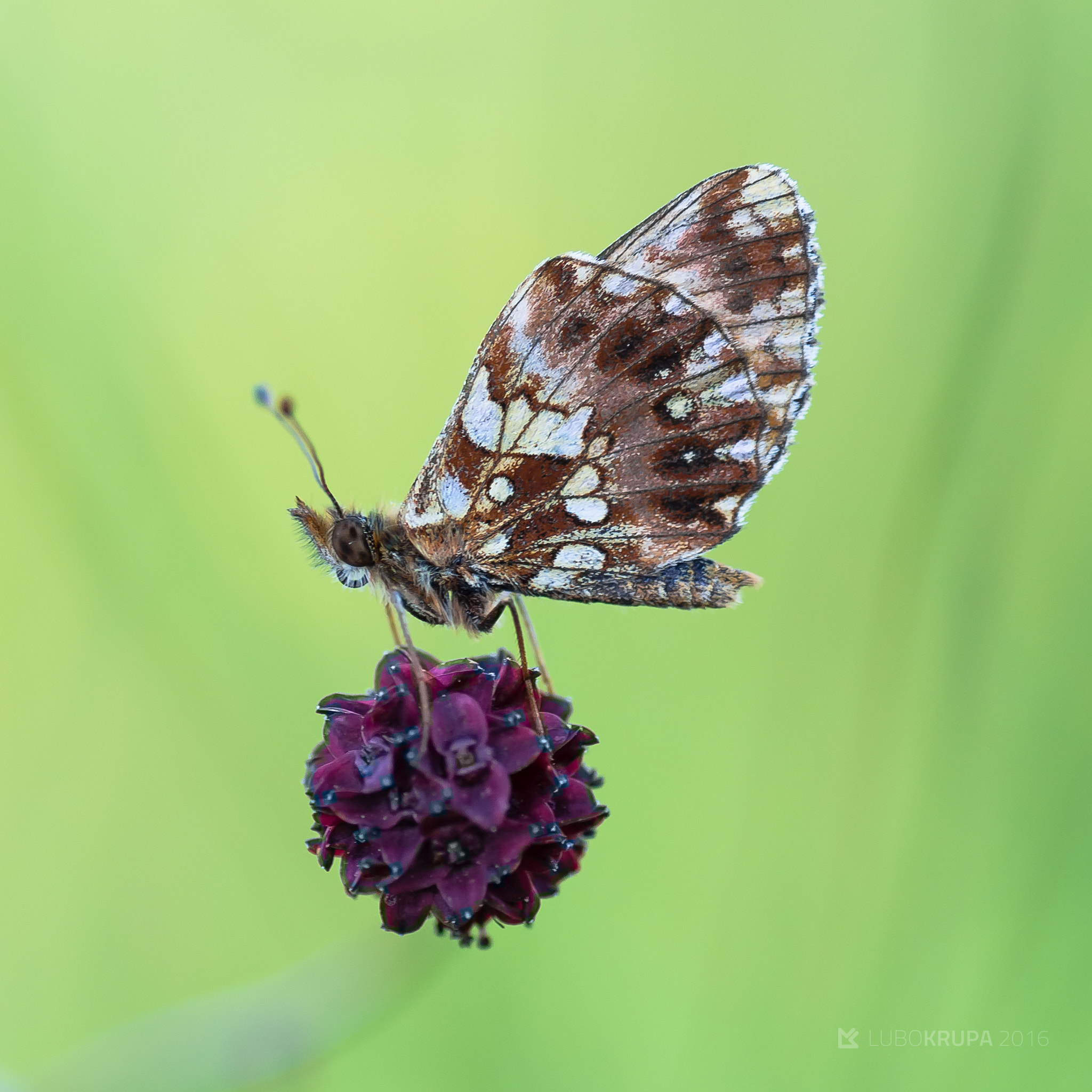 Pentax K-r + Tamron SP AF 90mm F2.8 Di Macro sample photo. Boloria dia photography