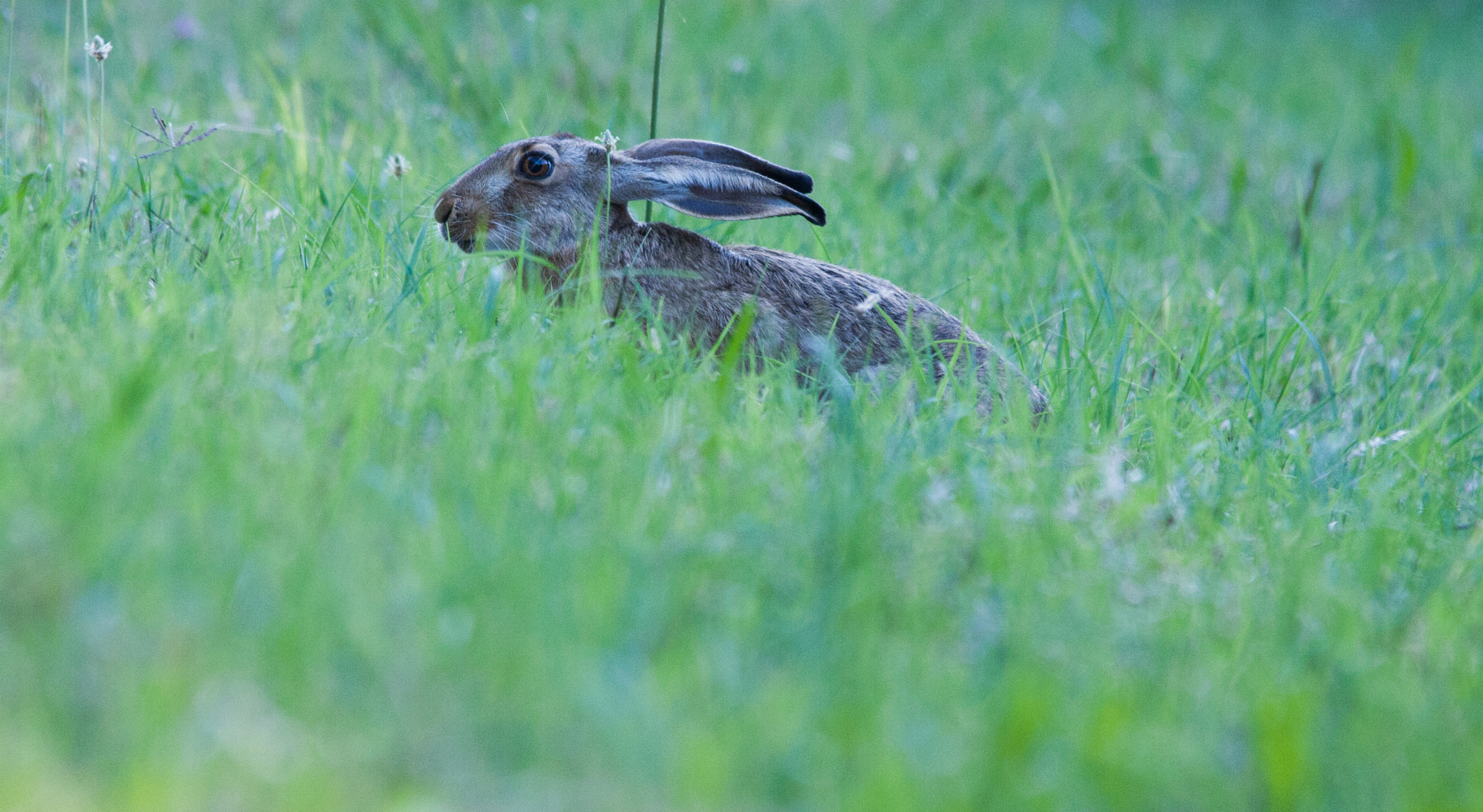 Sigma 150-500mm F5-6.3 DG OS HSM sample photo. Lepre europea photography