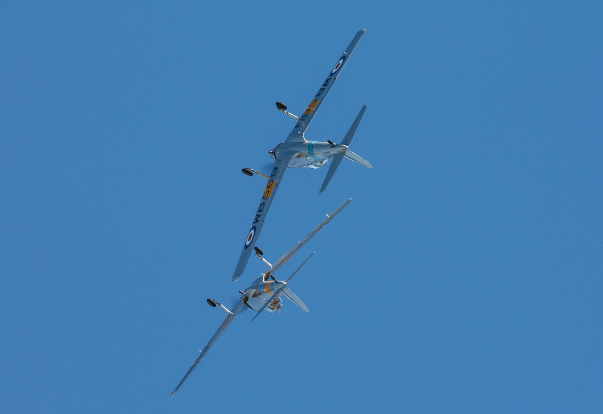 Canon EF 70-300mm F4-5.6 IS USM sample photo. Acrobatics with chipmunks photography