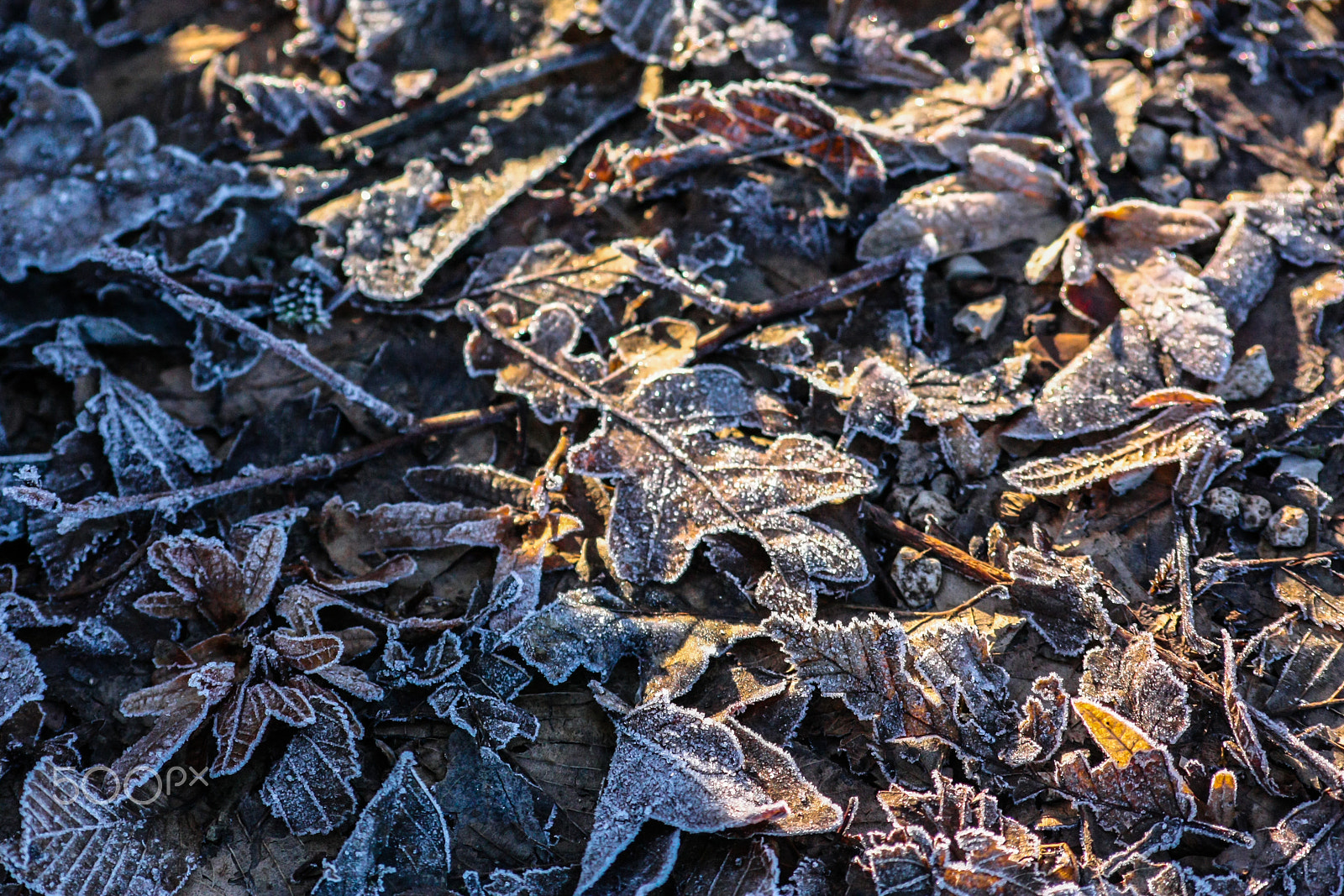 Sigma 70-300mm F4-5.6 APO DG Macro sample photo. Winter morning photography