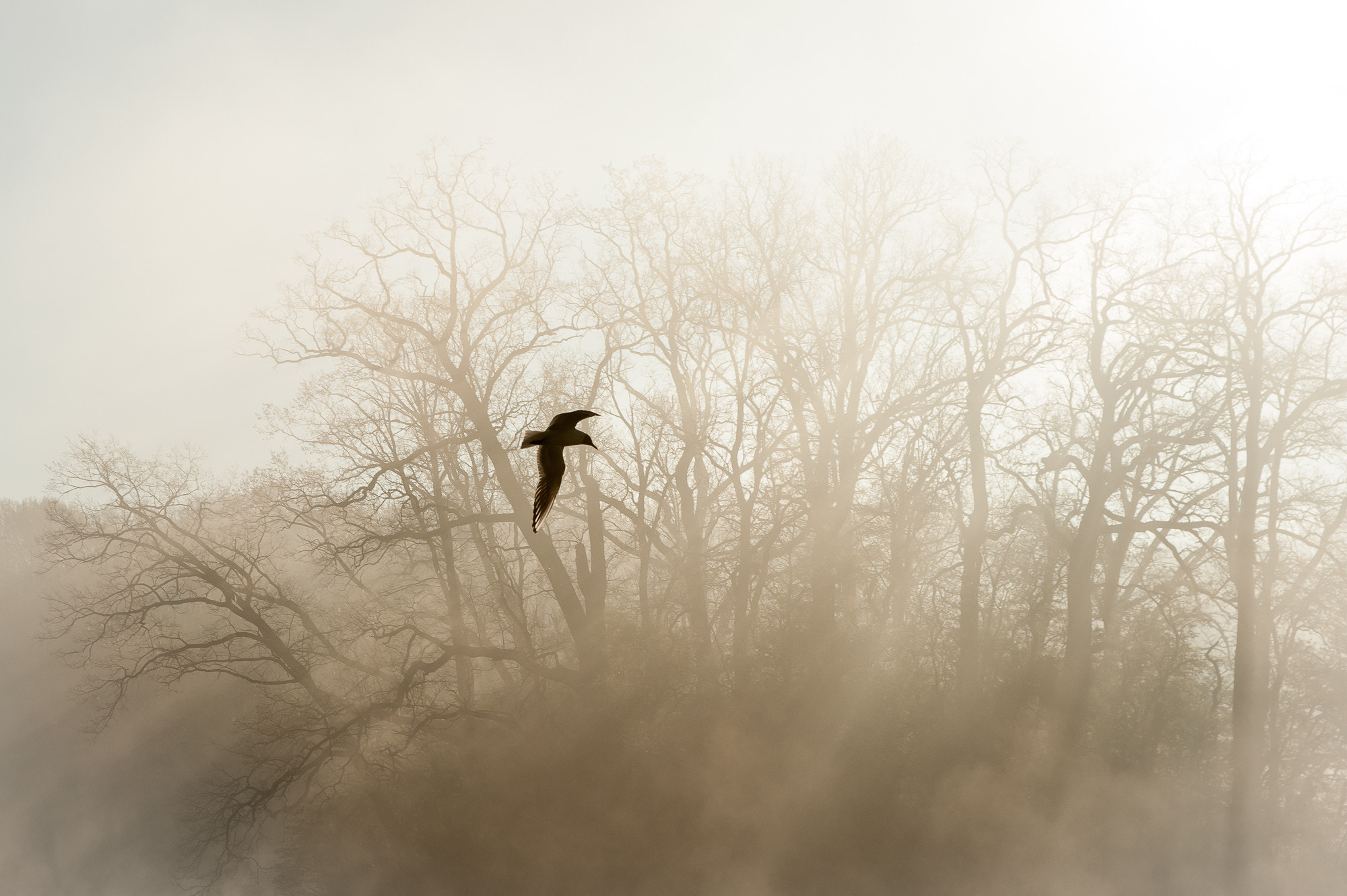 Nikon D700 sample photo. The seagull photography