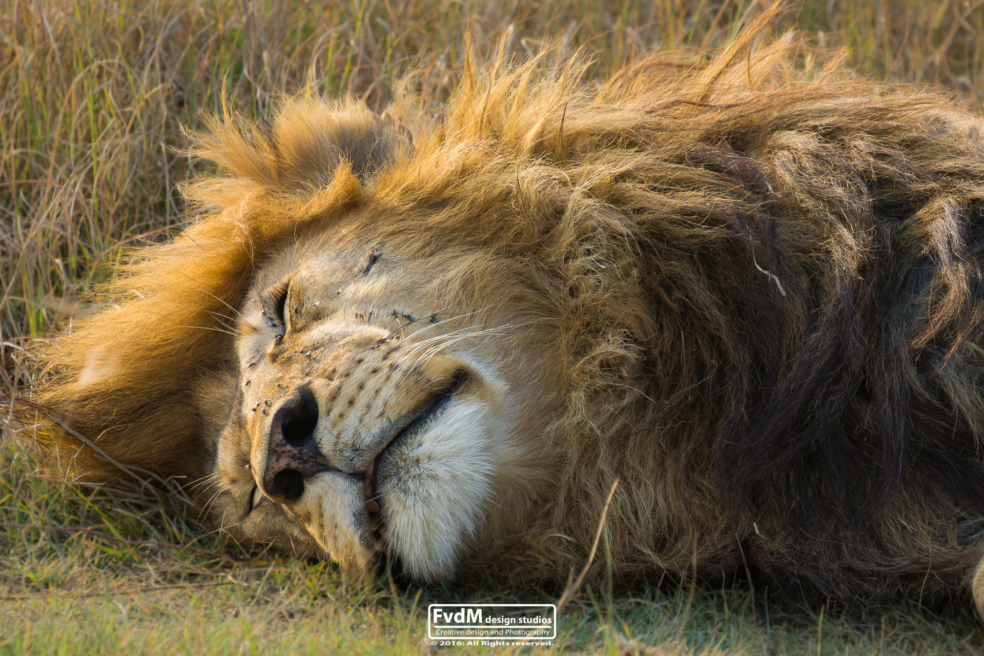 Sony 70-400mm F4-5.6 G SSM sample photo. Let me sleep... photography