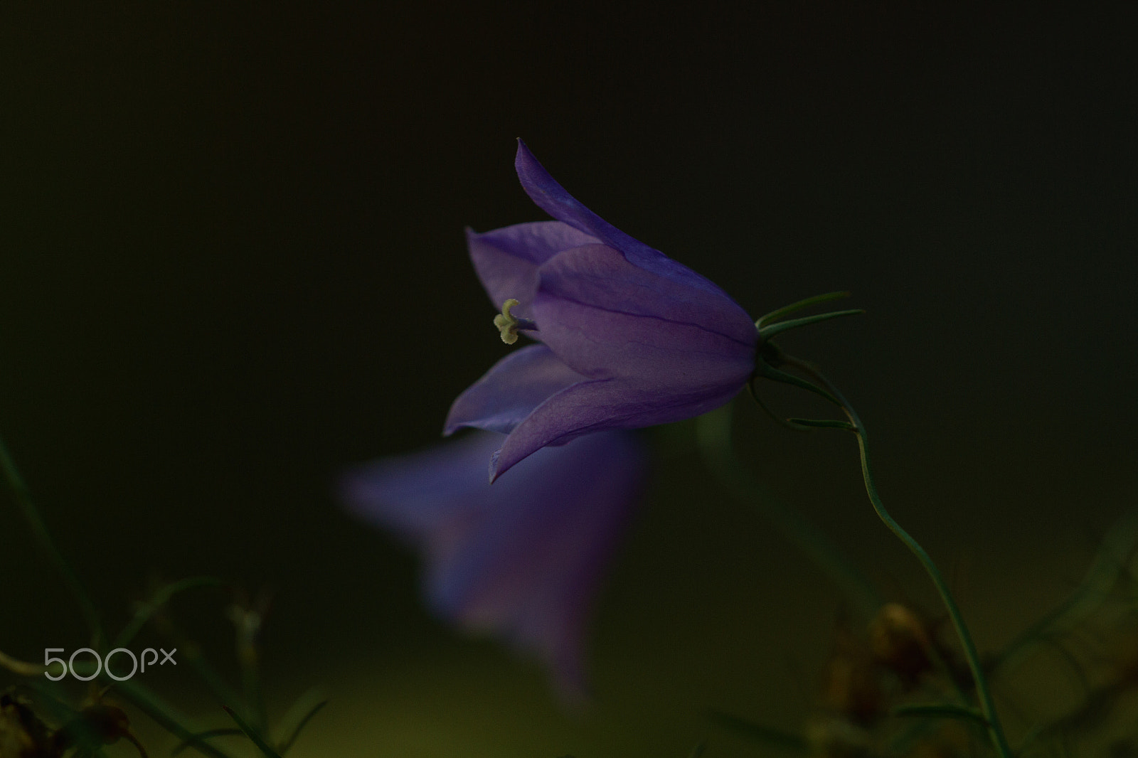 Sigma APO Macro 150mm f/2.8 EX DG HSM sample photo. Bluebell photography